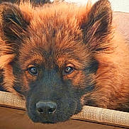 Ahsoka a rejoint le concours — aidez-le/la à gagner de superbes lots ! dog, puppy, german_shepherd, fluffy, brown, black, pet, animal, cute, lying_down, resting, indoors, fur, face, nose, ears, closeup, portrait, sleepy, couch