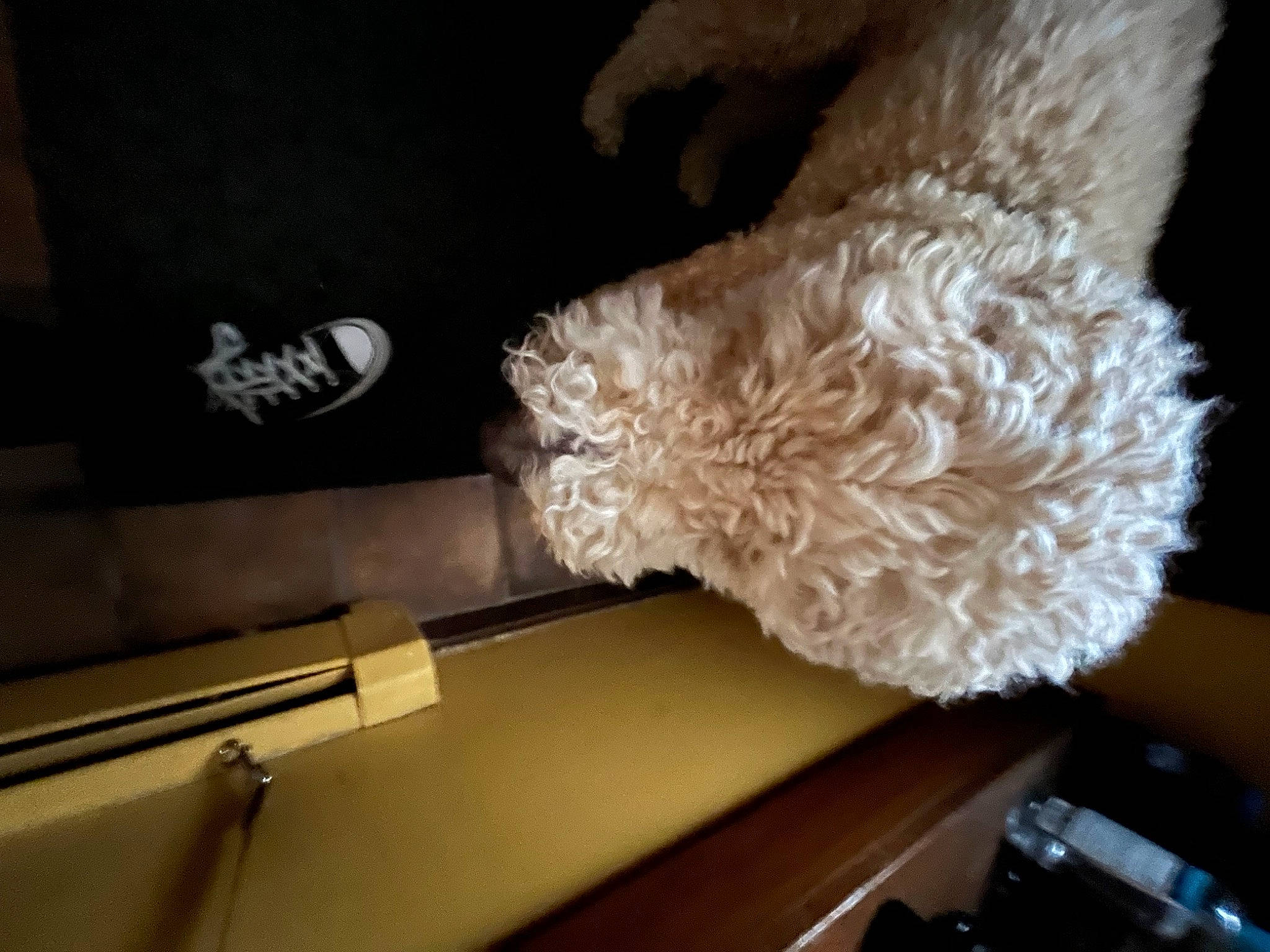 Coco joined the competition — help win amazing prizes! ball, canidae, carnivore, companion_dog, dog, dog_breed, drawer, felidae, flooring, fur, hardwood, office_equipment, plush, room, stuffed_toy, tail, toy, toy_dog, wood, wool