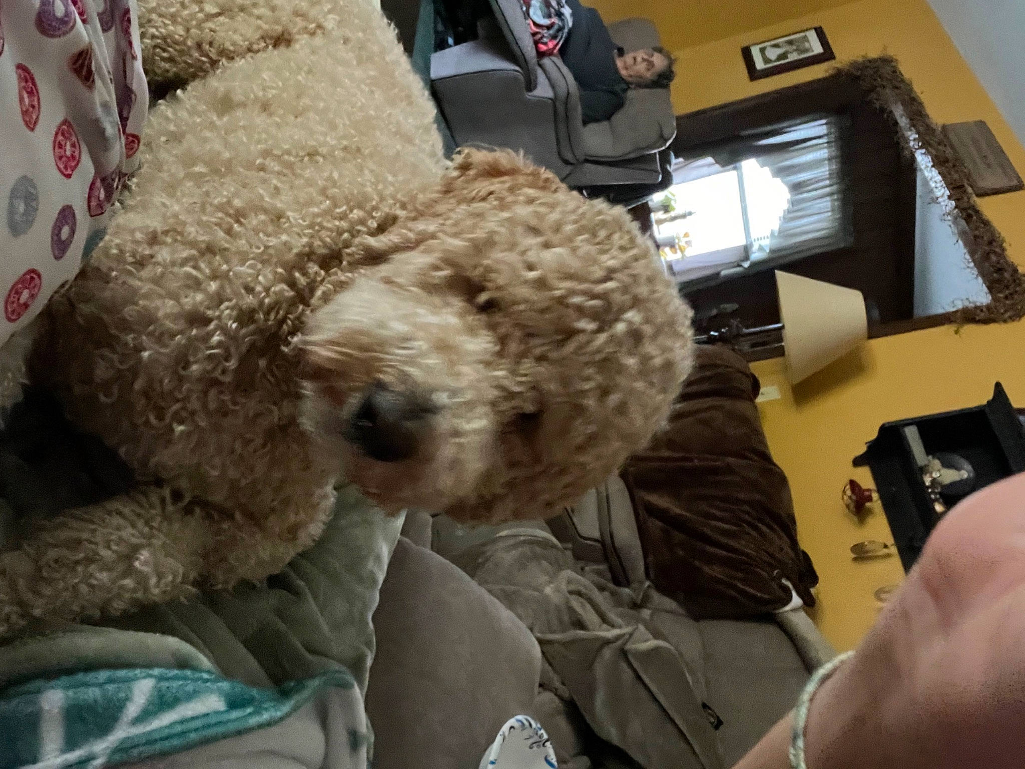 Coco joined the competition — help win amazing prizes! camera_lens, carnivore, comfort, companion_dog, computer, dog, dog_breed, eyewear, fur, goggles, office_equipment, poodle, snout, stuffed_toy, sunglasses, teddy_bear, terrier, toy, toy_dog, water_dog