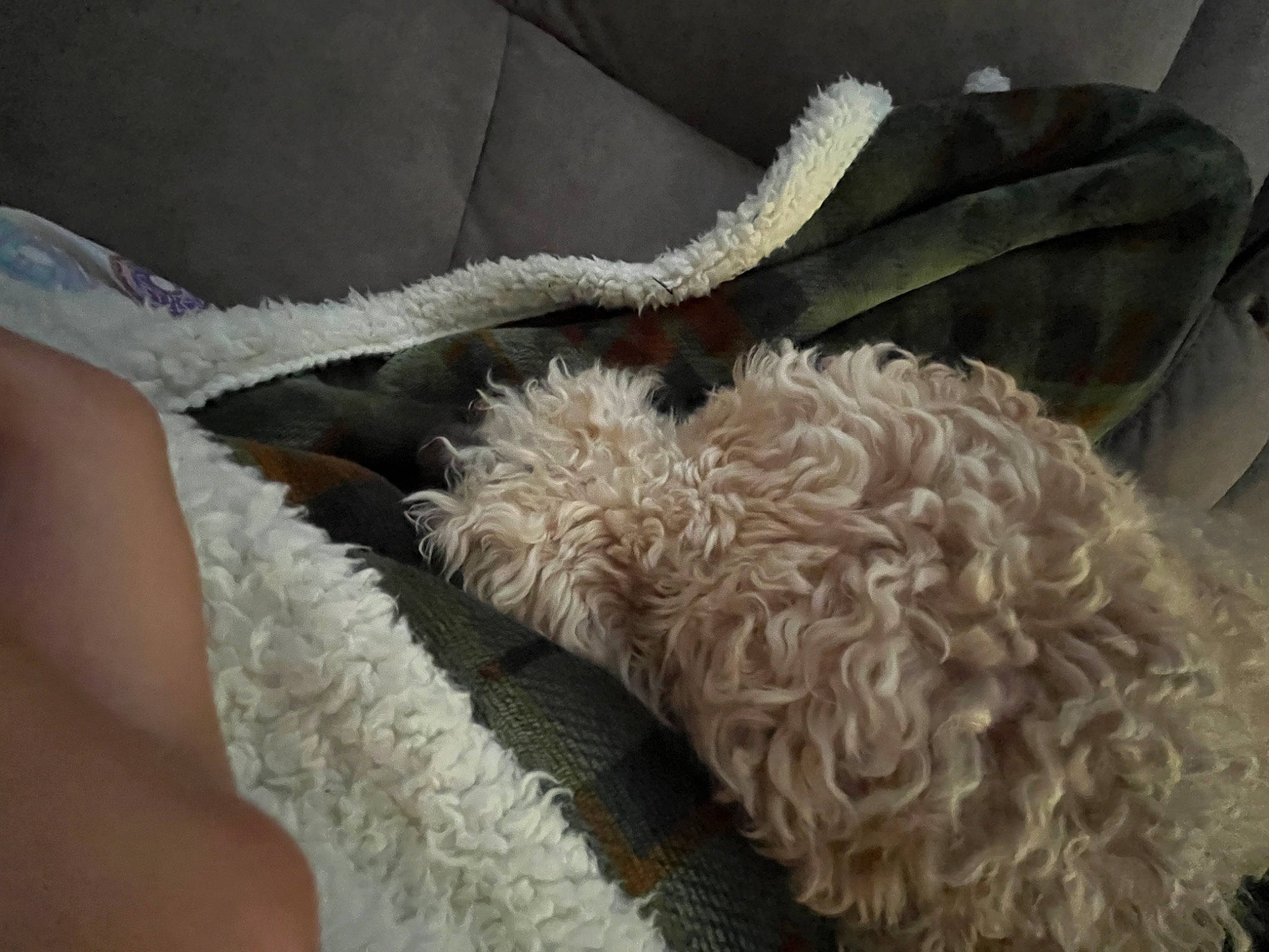 Coco joined the competition — help win amazing prizes! canidae, carnivore, comfort, companion_dog, dog, dog_breed, dog_collar, fawn, fiber, fur, linens, nap, non_sporting_group, poodle, snout, sporting_group, tail, toy_dog, wool, working_animal