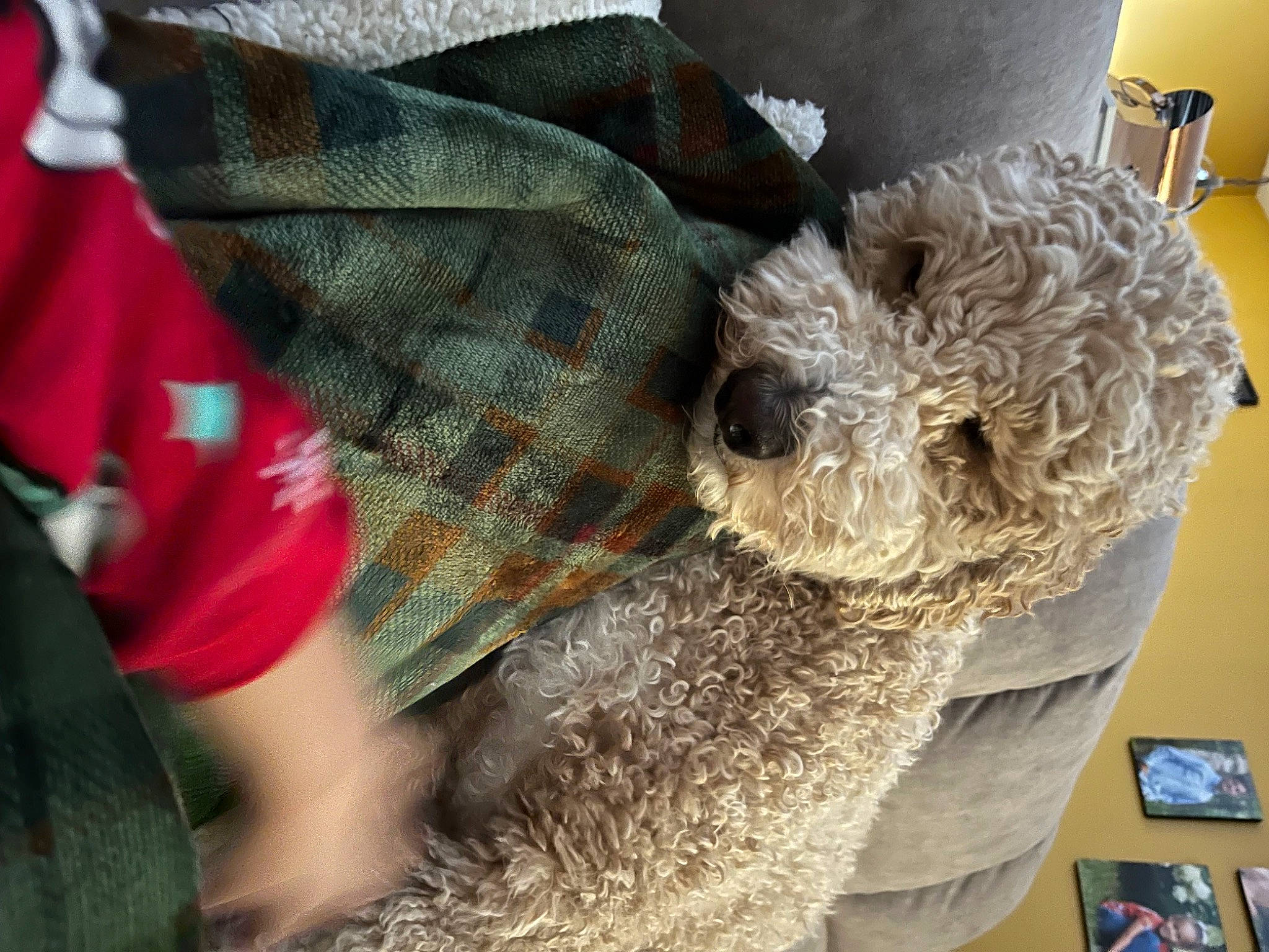 Coco joined the competition — help win amazing prizes! canidae, carnivore, companion_dog, dog, dog_breed, fur, grass, metal, non_sporting_group, pattern, sheep, sporting_group, stuffed_toy, terrier, toy_dog, wool, working_animal