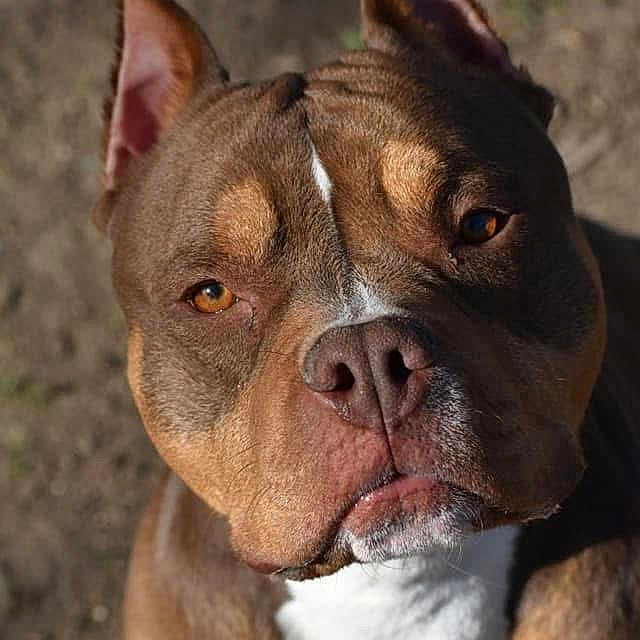 Bonsai joined the competition — help win amazing prizes! animal, ball, bostonbull, boxer, bulldog, canine, dog, football, frenchbulldog, hardwood, hound, pet, pitbull, puppy, snout, soccer, soccerball, sport, stainedwood, wood