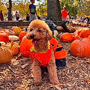 Ragu is registered to the contest to win money with this photo: animal, autumn, blurred_background, costume, dog, festival, fur, happy, leaf, nature, orange, outdoor, park, people, pet, pumpkin, seasonal, sunlight, tongue_out, tree