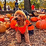 animal, autumn, blurred_background, costume, dog, festival, fur, happy, leaf, nature, orange, outdoor, park, people, pet, pumpkin, seasonal, sunlight, tongue_out, tree