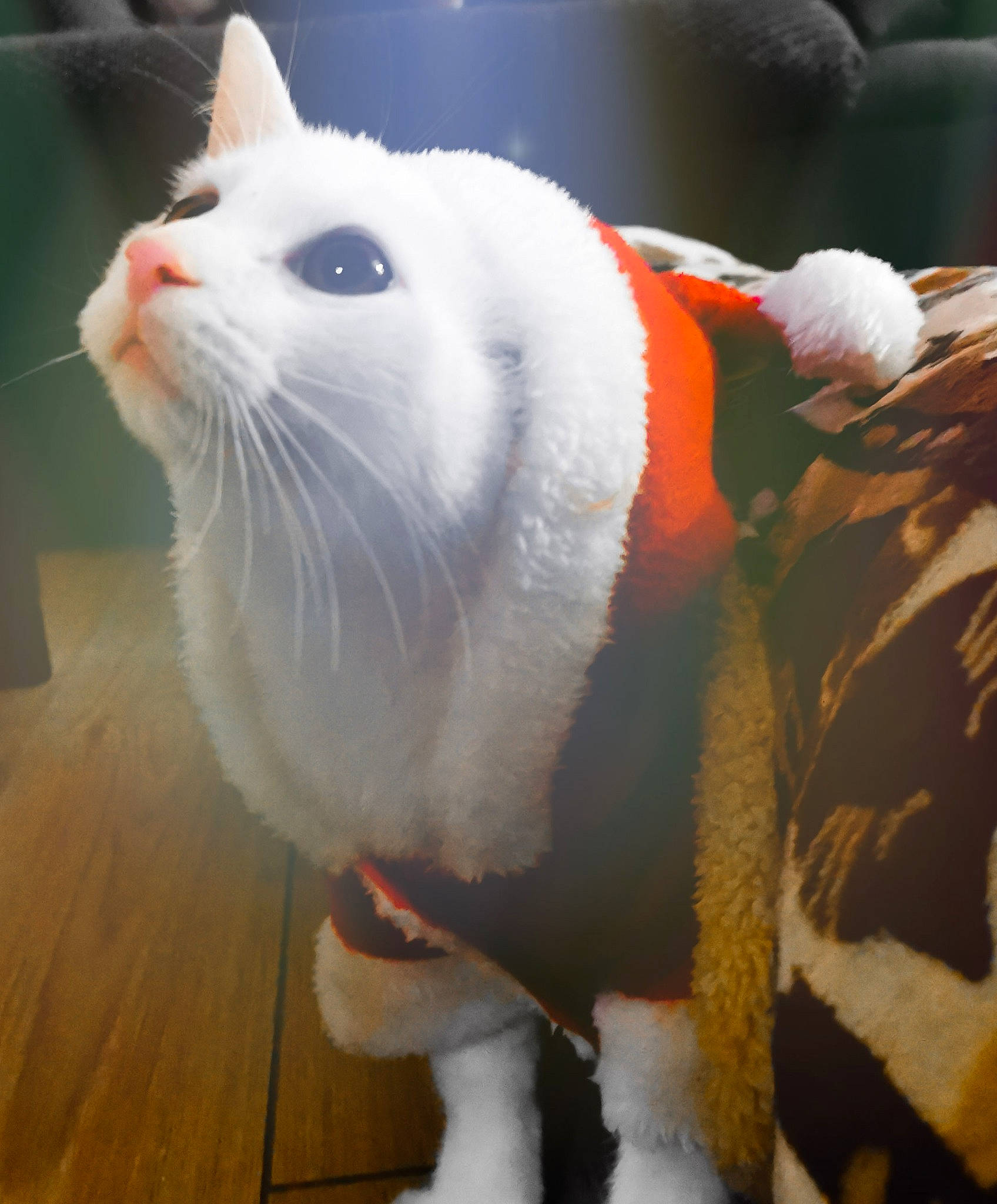 Kiri a rejoint le concours — aidez-le/la à gagner de superbes lots ! american_curl, american_wirehair, asian, carnivore, cat, felidae, fur, japanese_bobtail, paw, small_to_medium_sized_cats, snout, tail, turkish_angora, turkish_van, whiskers