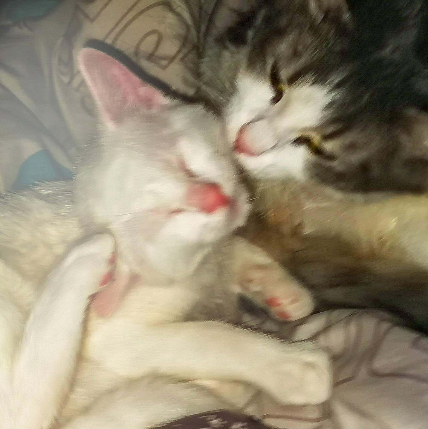 Kiri a rejoint le concours — aidez-le/la à gagner de superbes lots ! aegean_cat, asian, burmilla, carnivore, cat, domestic_short_haired_cat, european_shorthair, felidae, fur, hug, kitten, mammal, nap, nose, oriental_longhair, polydactyl_cat, singapura, skin, small_to_medium_sized_cats, whiskers