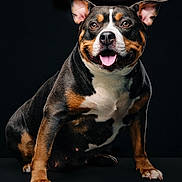 Kouture joined the competition — help win amazing prizes! dog, pet, tricolor, sitting, happy, tongue_out, ears_up, studio, black_background, muscular, animal, canine, portrait, smiling, short_hair, domestic_animal, friendly, cute, alert, paw