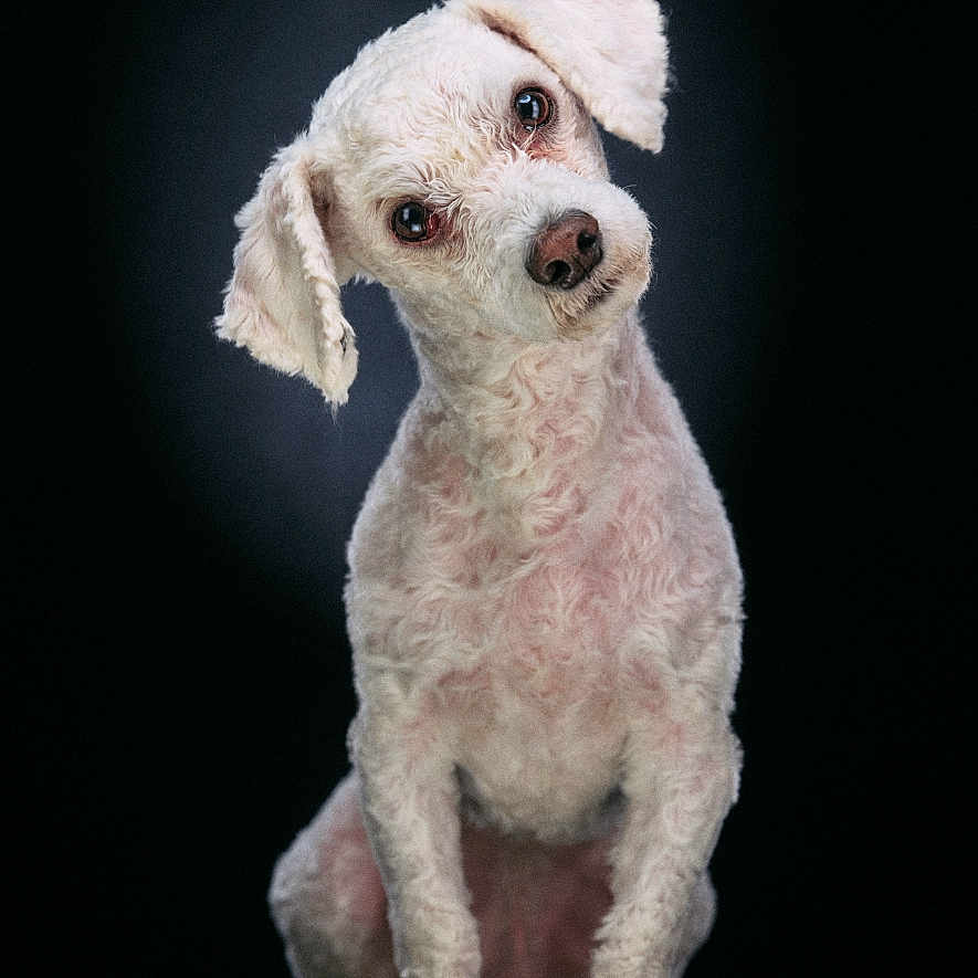 Gordo is registered to the contest to win money with this photo: animal, black_background, canine, companion, curly_fur, cute, dog, domestic_animal, ears, fluffy, fur_texture, head_tilt, looking_at_camera, pet, portrait, sitting, snout, studio_lighting, whiskers, white_dog