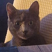 Mowgli a rejoint le concours — aidez-le/la à gagner de superbes lots ! cat, gray_cat, kitten, pet, indoor, close_up, eyes, ears, whiskers, fur, curious, sitting, cushion, sofa, table, portrait, furniture, gaze, domestic_animal, cozy