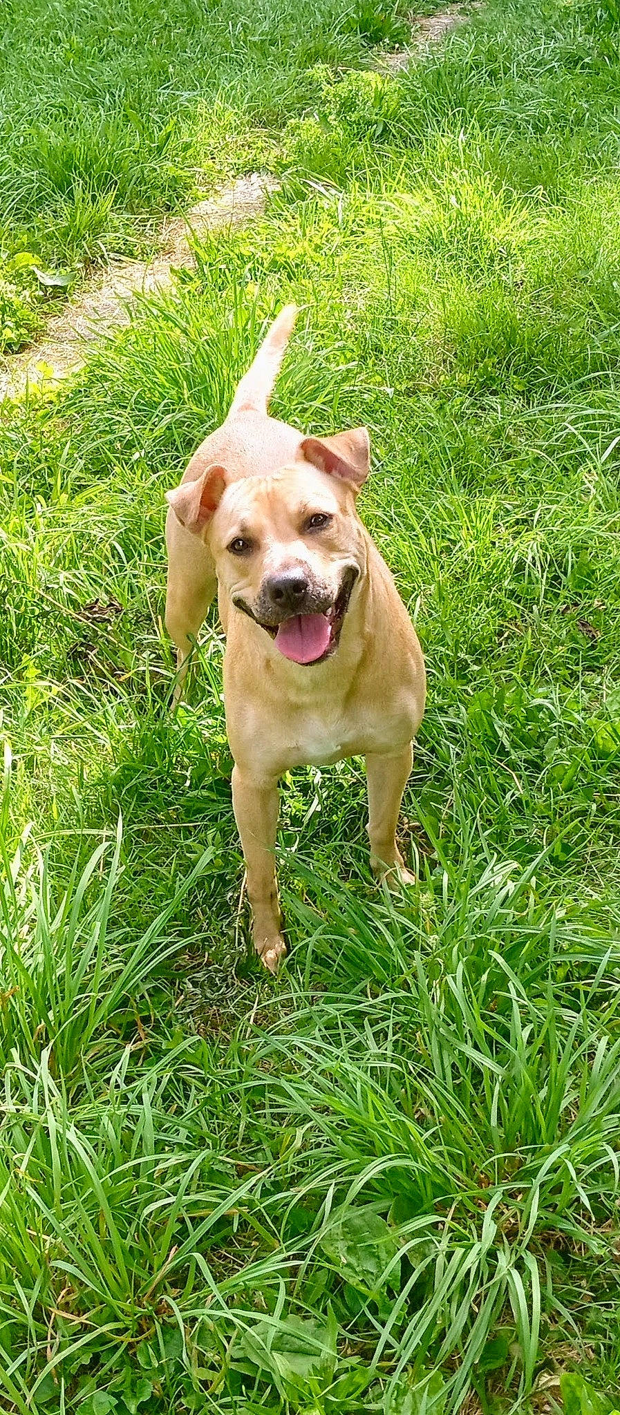 Luna joined the competition — help win amazing prizes! ball, canidae, carnivore, collar, companion_dog, dog, dog_breed, dog_collar, fawn, garden_hose, grass, groundcover, paw, plant, snout, sporting_group, tail, whiskers, working_animal, working_dog