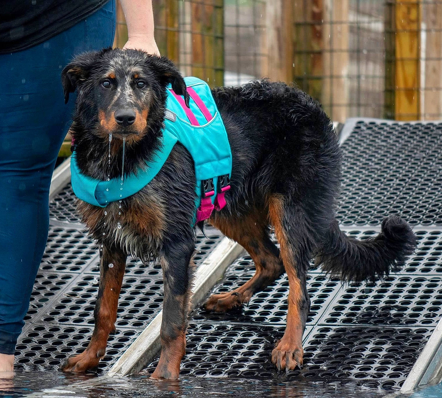 Siren is registered to the contest to win money with this photo: canidae, carnivore, collar, companion_dog, dog, dog_breed, dog_collar, dog_supply, fawn, fur, guard_dog, leash, pet_supply, snout, sporting_group, street_fashion, water, working_animal, working_dog, working_terrier