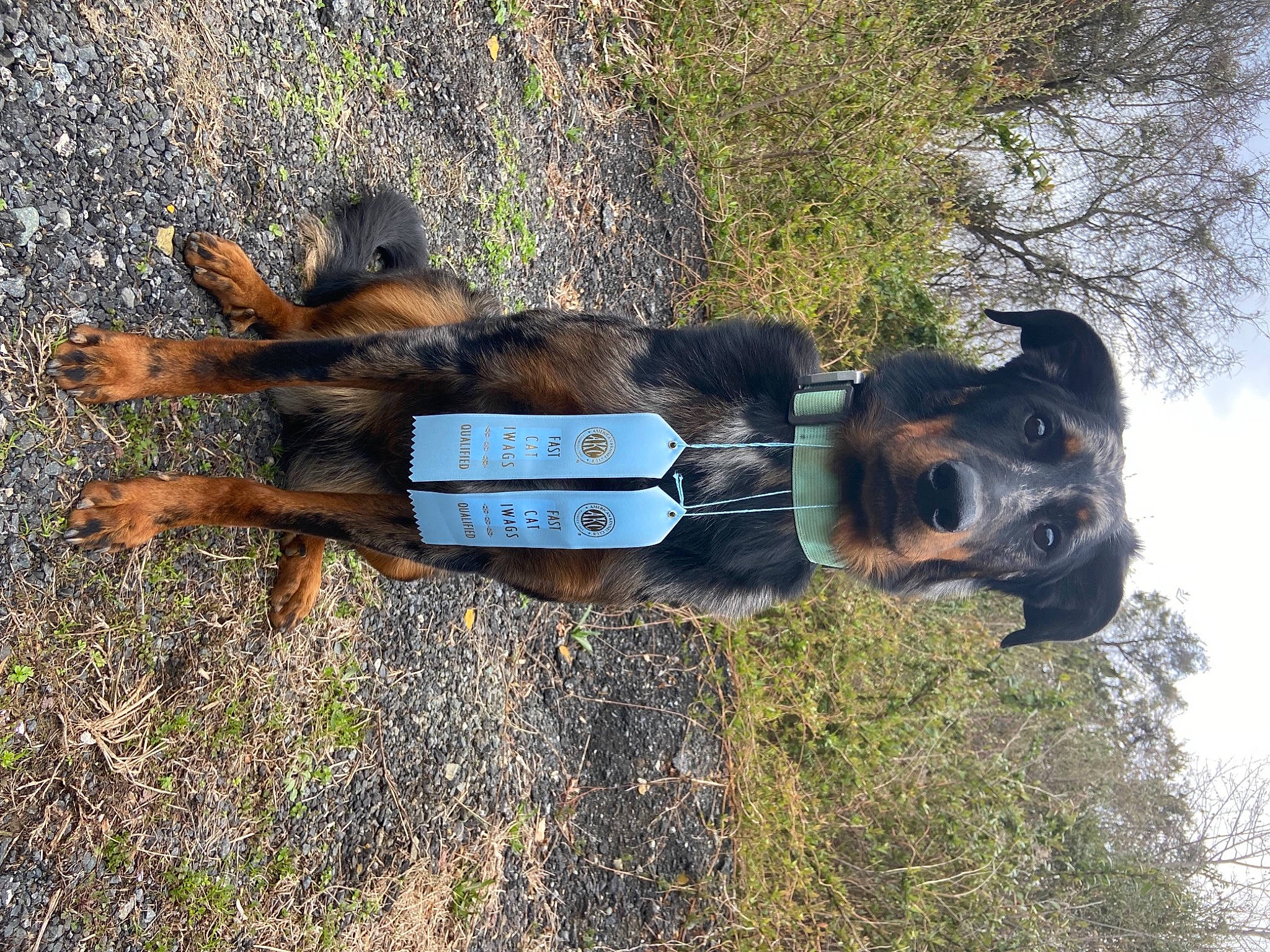 Siren joined the competition — help win amazing prizes! canidae, carnivore, collar, companion_dog, dog, dog_breed, dog_collar, fawn, grass, liver, pack_animal, pet_supply, plant, sky, snout, sporting_group, tree, wood, working_animal, working_dog