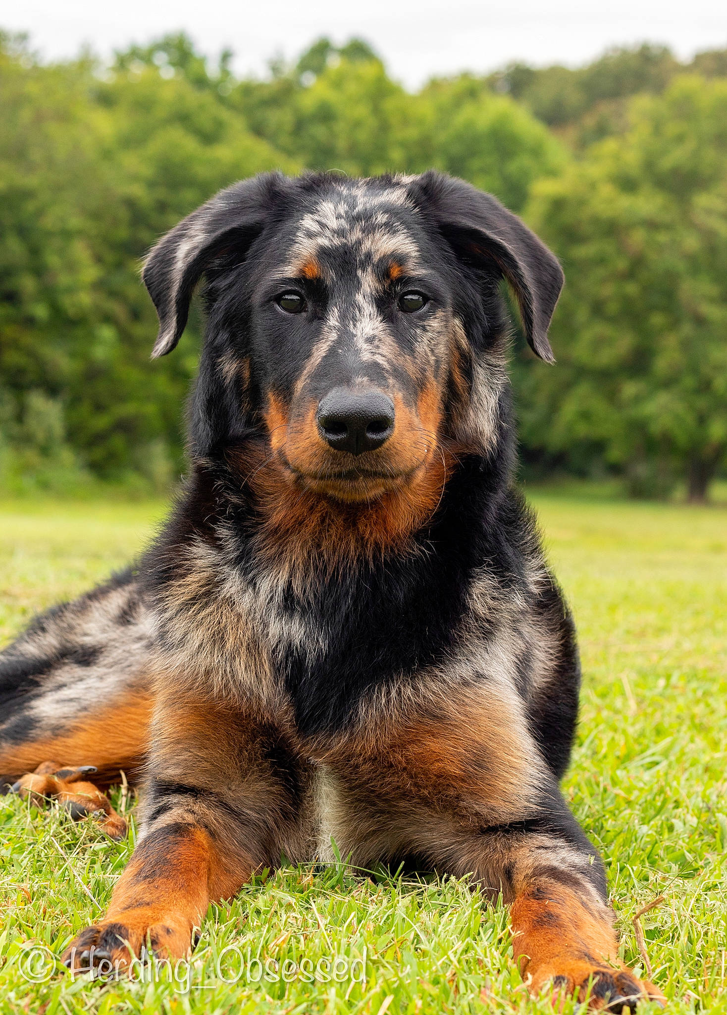 Siren is registered to the contest to win money with this photo: canidae, carnivore, companion_dog, dog, dog_breed, fur, grass, grassland, guard_dog, hunting_dog, natural_landscape, plant, rottweiler, snout, sporting_group, terrestrial_animal, tree, wildlife, working_dog