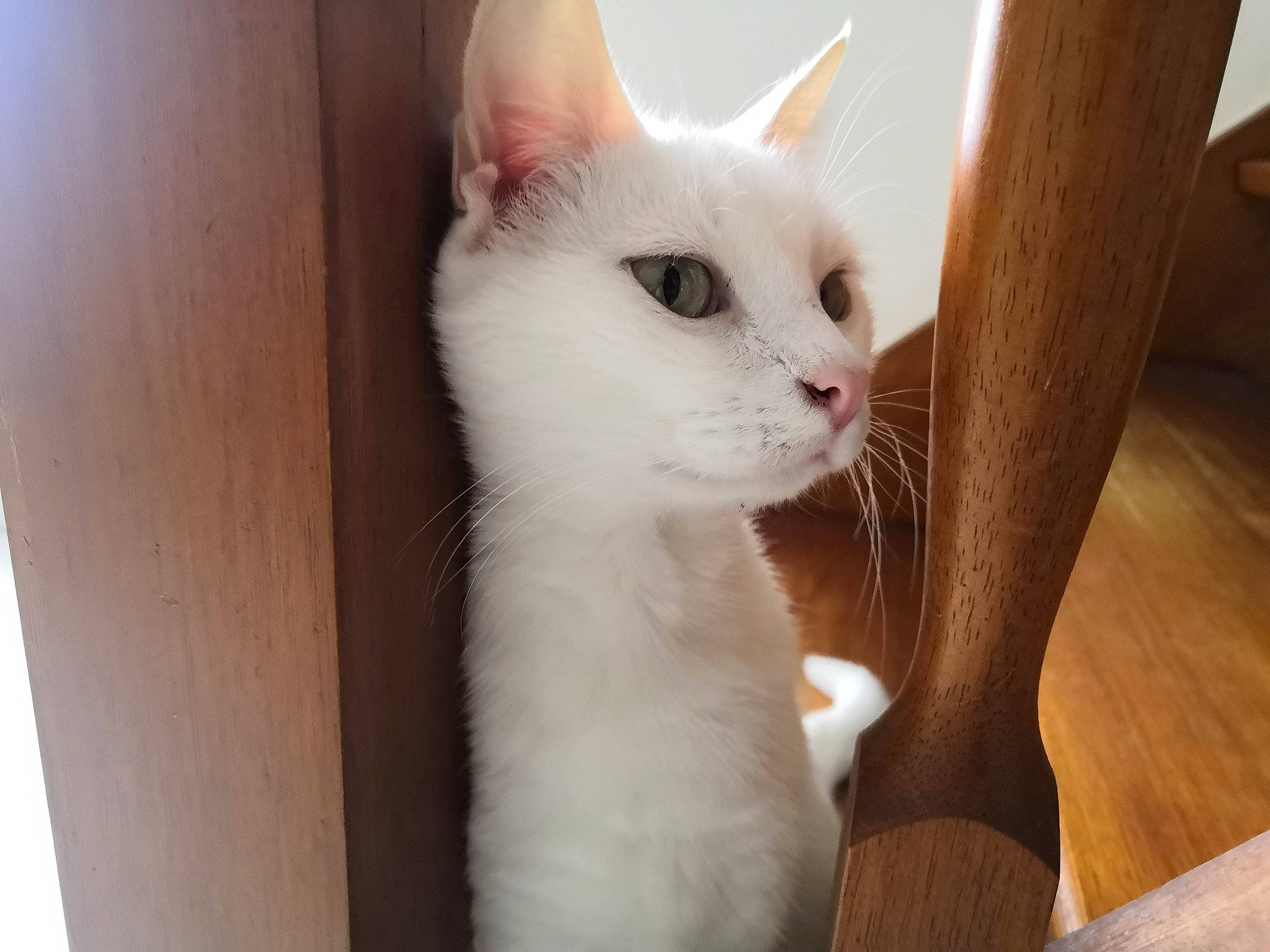 Mystère participe au concours pour gagner de l'argent avec cette photo : aegean_cat, asian, burmilla, carnivore, cat, colorpoint_shorthair, domestic_short_haired_cat, eye, felidae, javanese, khao_manee, mammal, ojos_azules, polydactyl_cat, small_to_medium_sized_cats, tail, turkish_angora, turkish_van, vertebrate, whiskers