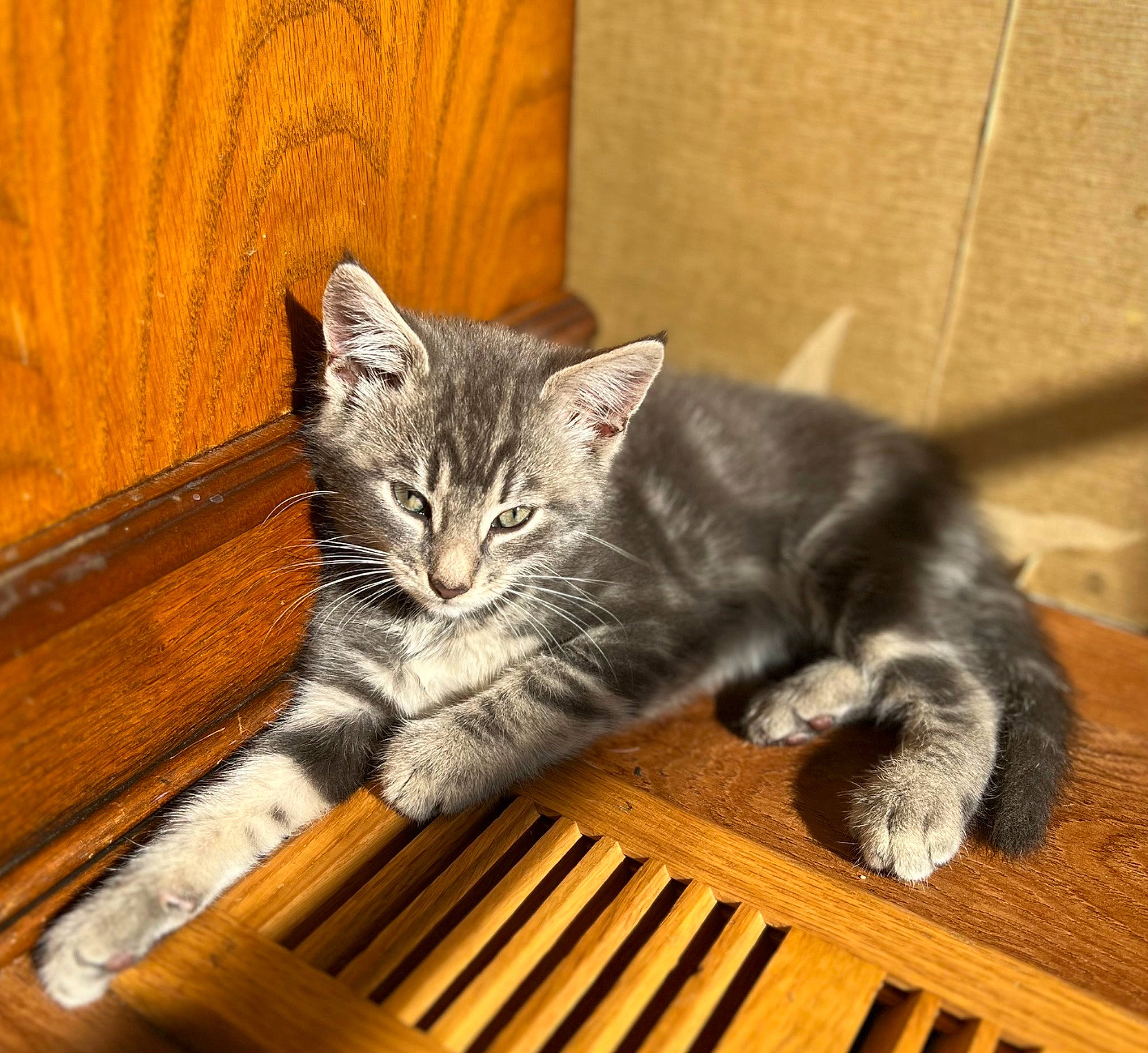 Milo Jr joined the competition — help win amazing prizes! carnivore, cat, claw, comfort, domestic_short_haired_cat, felidae, flooring, fur, hardwood, paw, sitting, small_to_medium_sized_cats, snout, tail, terrestrial_animal, whiskers, window, wood, wood_flooring, wood_stain