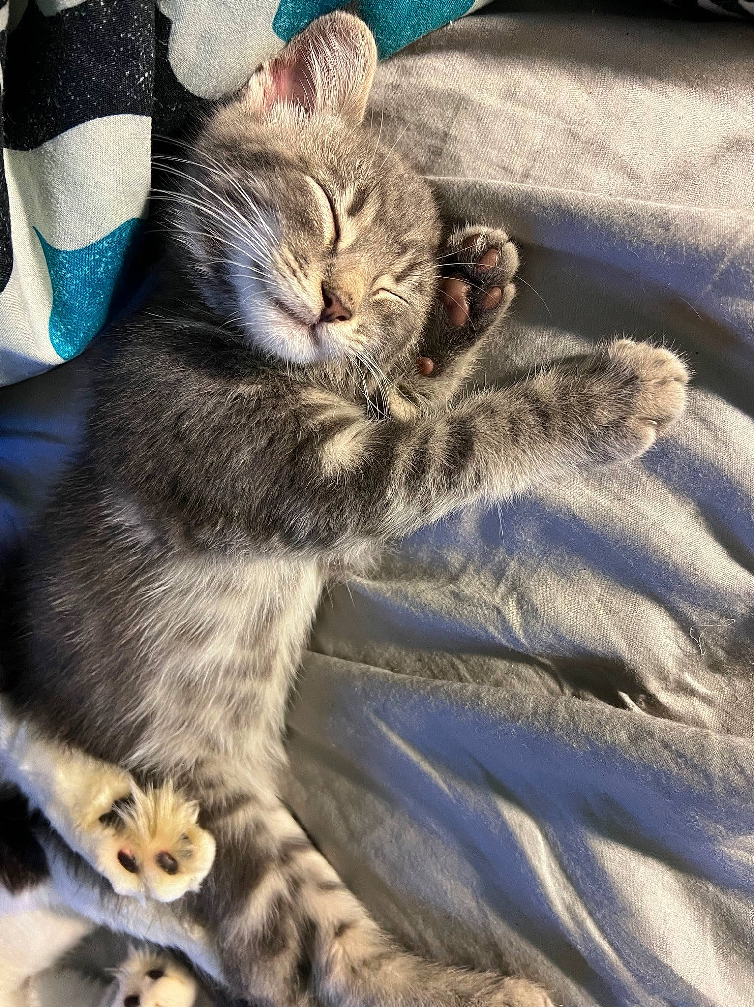Milo Jr is registered to the contest to win money with this photo: carnivore, cat, claw, cloud, comfort, domestic_short_haired_cat, felidae, foot, fur, grey, human_leg, linens, nap, paw, sitting, small_to_medium_sized_cats, snout, tail, textile, whiskers