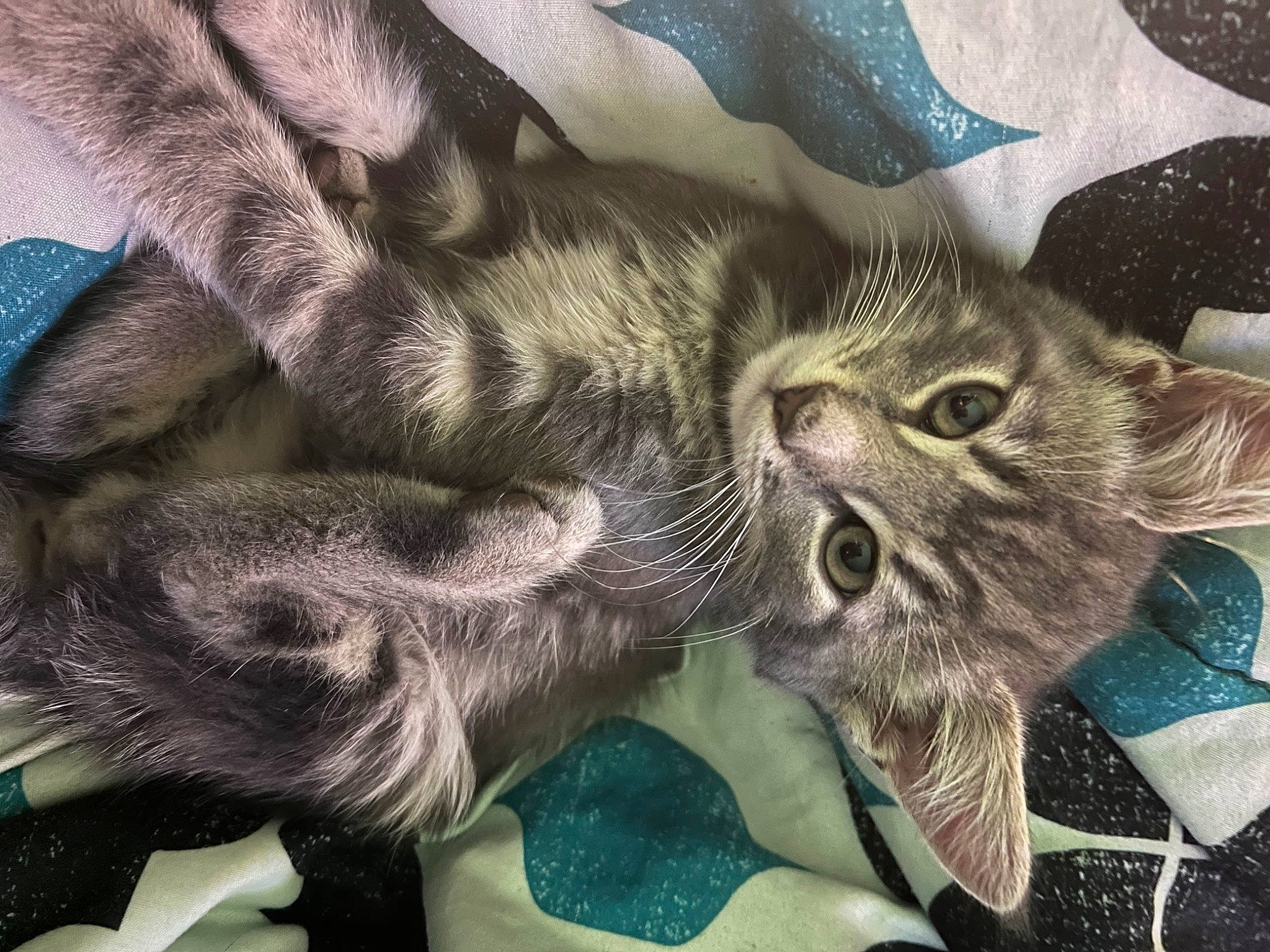 Milo Jr is registered to the contest to win money with this photo: carnivore, cat, claw, comfort, domestic_short_haired_cat, felidae, fur, gesture, pattern, paw, small_to_medium_sized_cats, tail, whiskers