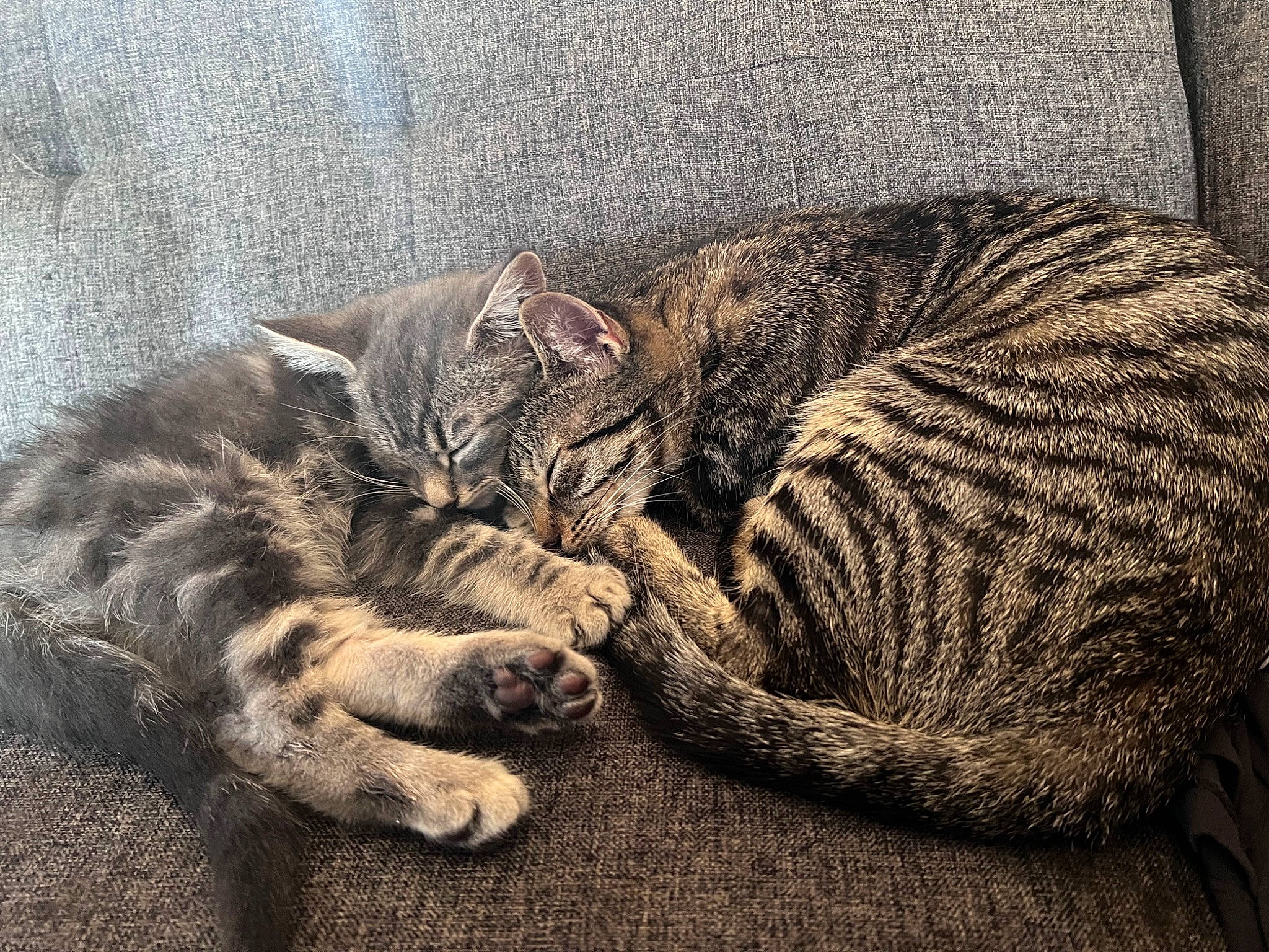 Miley is registered to the contest to win money with this photo: carnivore, cat, claw, comfort, domestic_short_haired_cat, felidae, foot, fur, grey, mammal, nap, paw, sitting, small_to_medium_sized_cats, snout, tail, terrestrial_animal, vertebrate, whiskers, wood