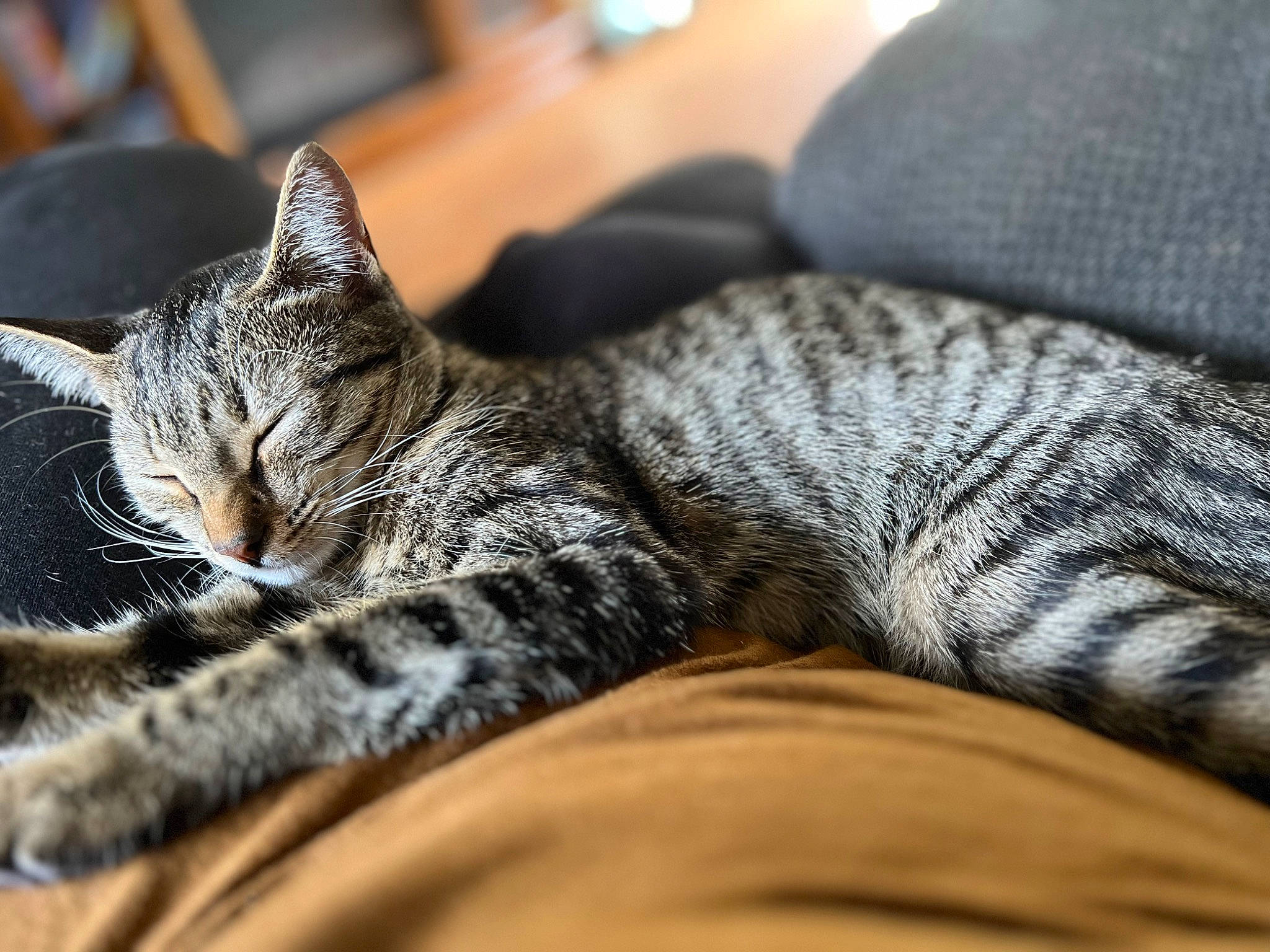 Miley is registered to the contest to win money with this photo: carnivore, cat, claw, comfort, domestic_short_haired_cat, felidae, fur, grey, nap, pattern, paw, sitting, sleep, small_to_medium_sized_cats, snout, terrestrial_animal, textile, whiskers, wildlife