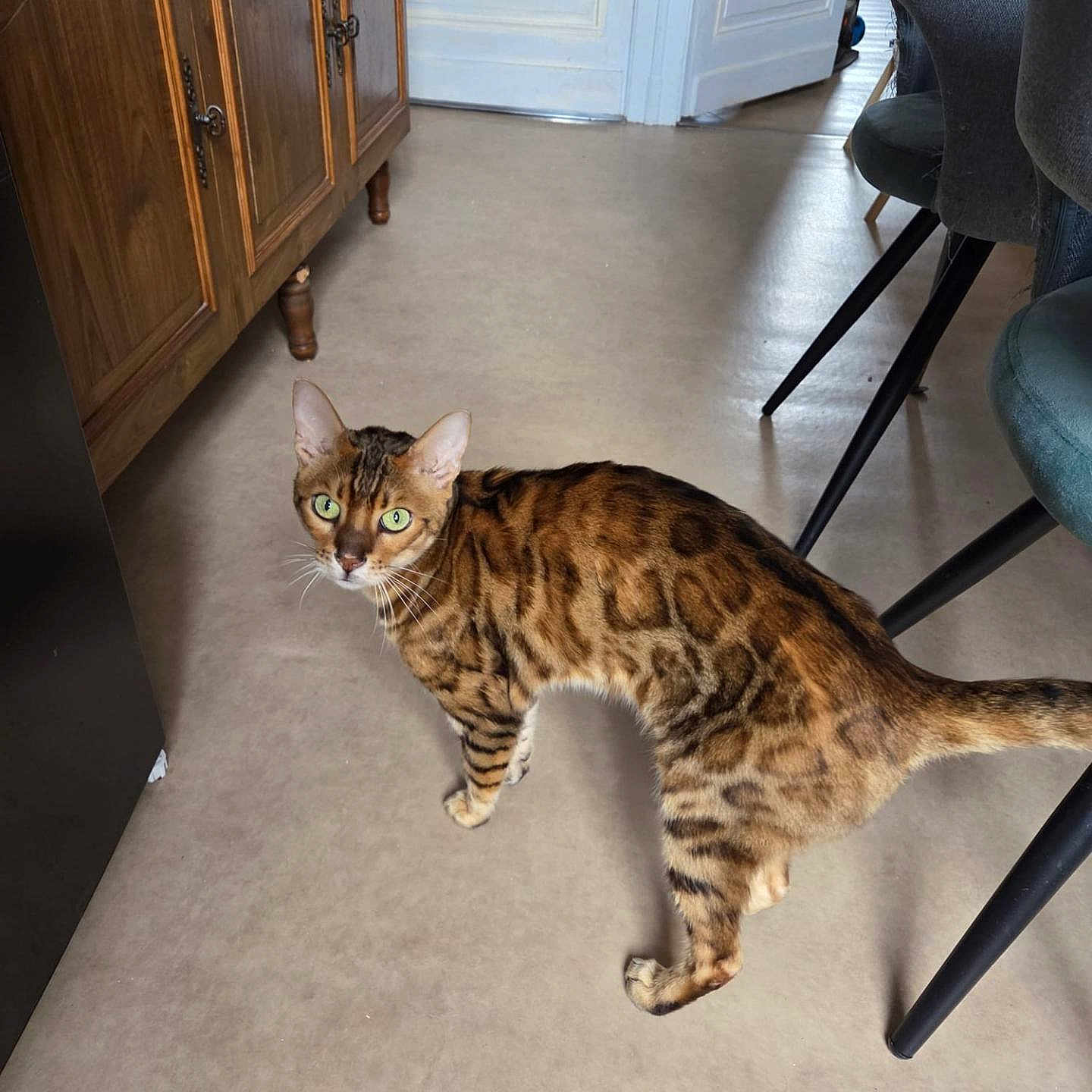 Oliver participe au concours pour gagner de l'argent avec cette photo : cat, bengal_cat, green_eyes, indoor, floor, wooden_cabinet, chair, furniture, pet, animal, domestic_cat, looking_up, tabby_pattern, short_hair, curious, home_interior, light, shadow, tail, legs