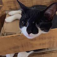 Globules participe au concours pour gagner de l'argent avec cette photo : animal, black_and_white, cat, close_up, crate, curious, cute, domestic, ears, face, feline, fur, indoor, nose, paws, pet, playful, resting, whiskers, wooden_crate