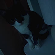 Globules participe au concours pour gagner de l'argent avec cette photo : cat, black_and_white, indoor, lamp, table, shadow, low_light, pet, animal, feline, dark, white_paws, whiskers, curious, sitting, fur, home, quiet, mysterious, night