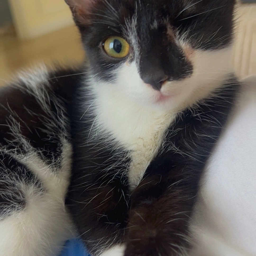 Globules a rejoint le concours — aidez-le/la à gagner de superbes lots ! animal, black_and_white, cat, close_up, companion, cozy, curious, cute, domestic, feline, fur, indoor, kitten, one_eye, paw, pet, resting, soft_texture, whiskers, young