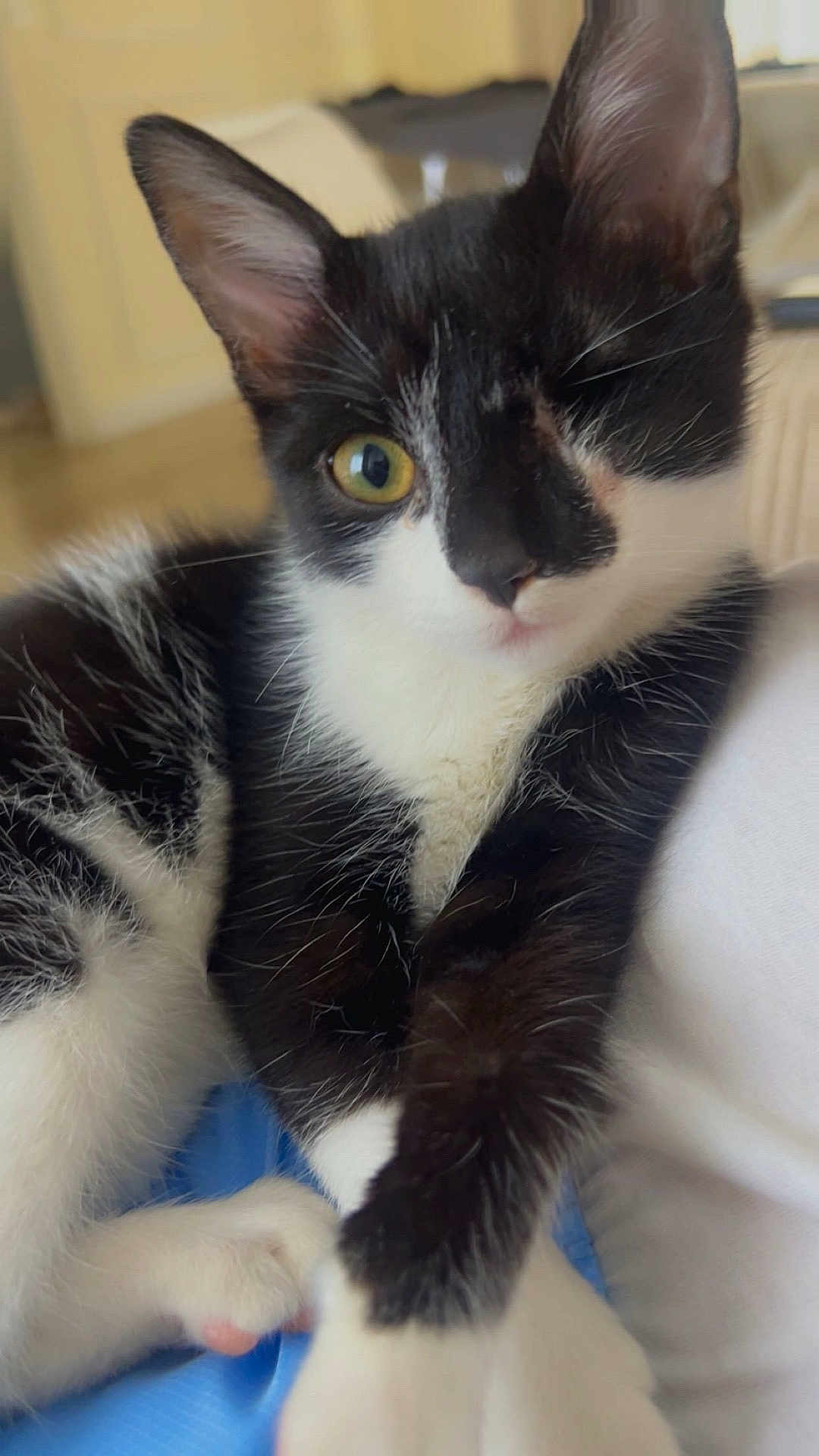 Globules a rejoint le concours — aidez-le/la à gagner de superbes lots ! cat, kitten, black_and_white, pet, animal, close_up, indoor, curious, resting, fur, whiskers, paw, one_eye, cute, young, feline, soft_texture, domestic, companion, cozy