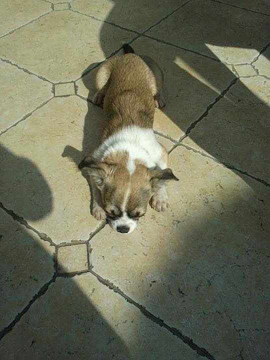 Filou
