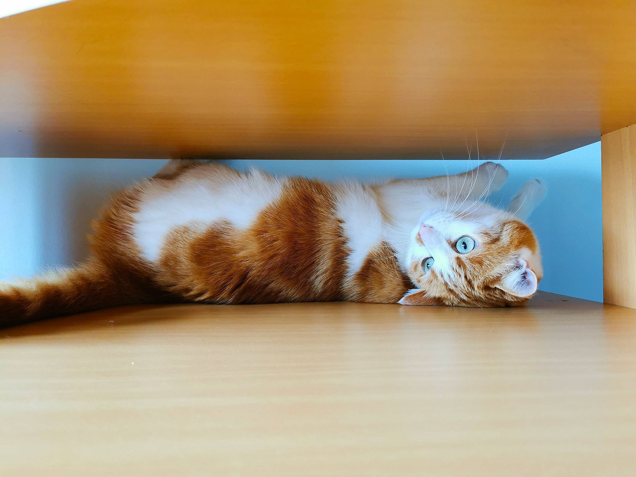 Azir a rejoint le concours — aidez-le/la à gagner de superbes lots ! carnivore, cat, claw, comfort, companion_dog, domestic_short_haired_cat, fawn, felidae, flooring, foot, fur, hardwood, paw, rectangle, small_to_medium_sized_cats, tail, terrestrial_animal, whiskers, window, wood