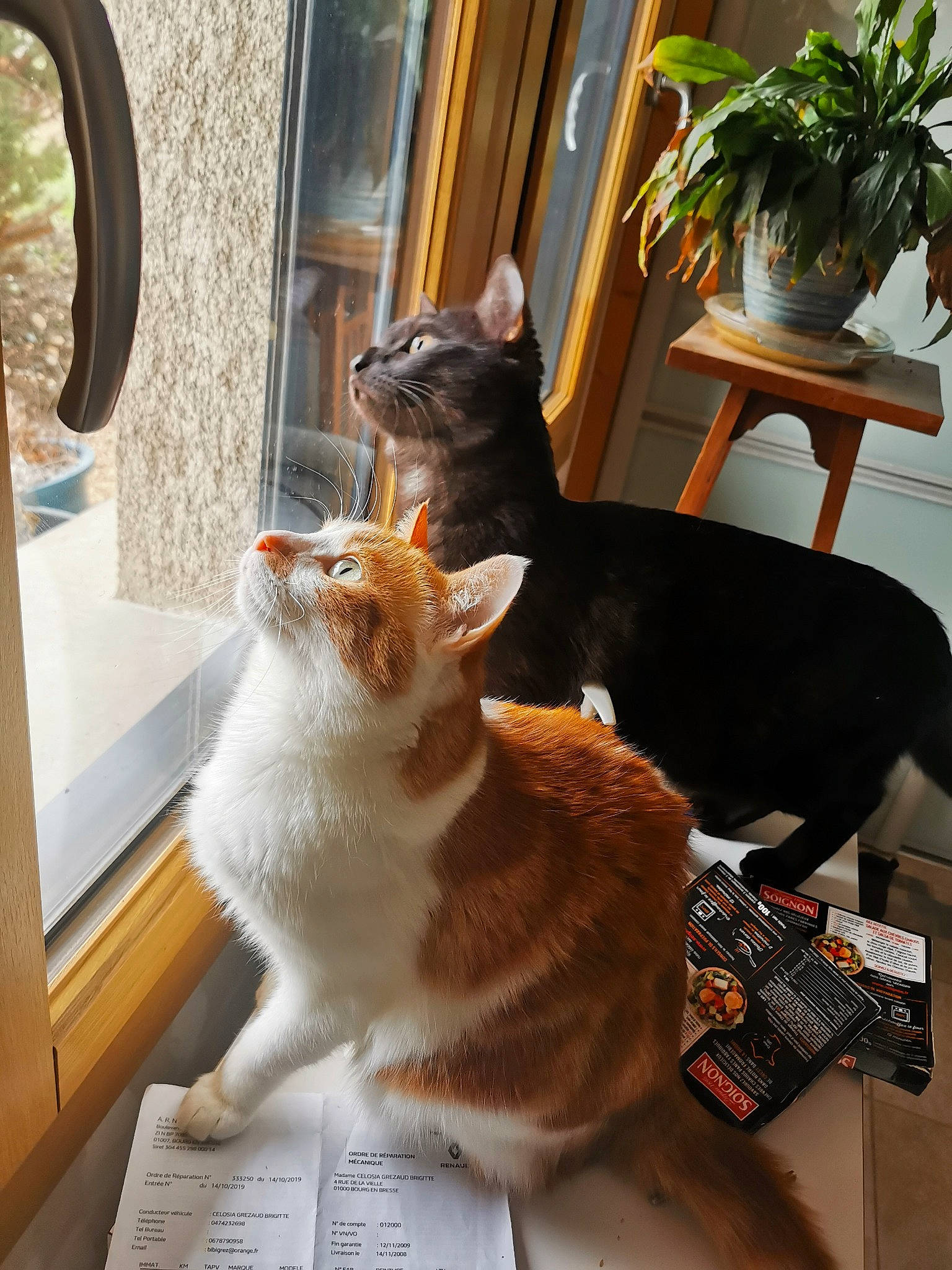 Azir a rejoint le concours — aidez-le/la à gagner de superbes lots ! carnivore, cat, comfort, curtain, domestic_short_haired_cat, fawn, felidae, flooring, flowerpot, fur, hardwood, houseplant, plant, room, sitting, small_to_medium_sized_cats, tail, whiskers, window, wood