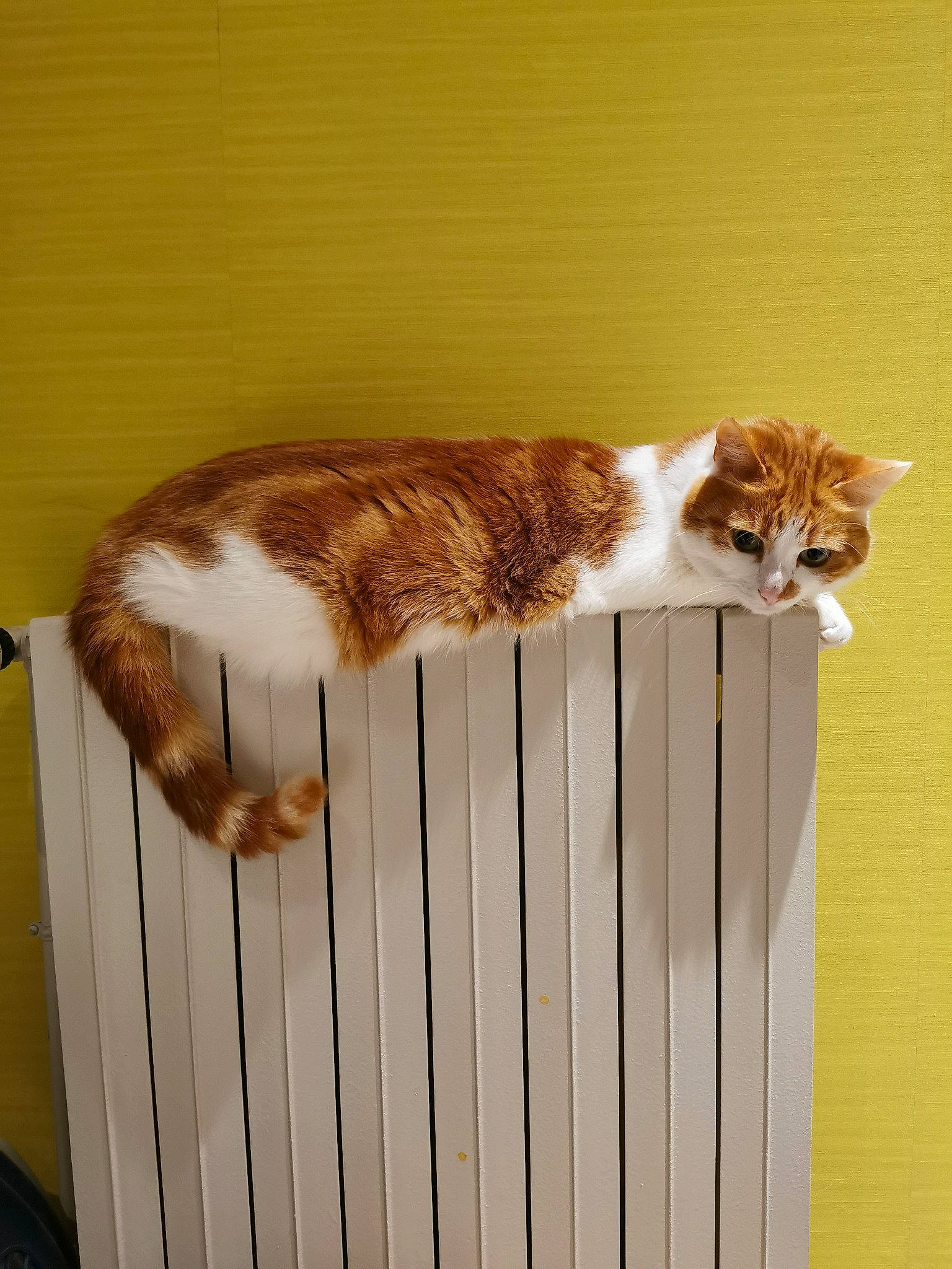 Azir participe au concours pour gagner de l'argent avec cette photo : brown, carnivore, cat, domestic_short_haired_cat, fawn, felidae, fur, hardwood, room, small_to_medium_sized_cats, tail, terrestrial_animal, vertebrate, whiskers, wood