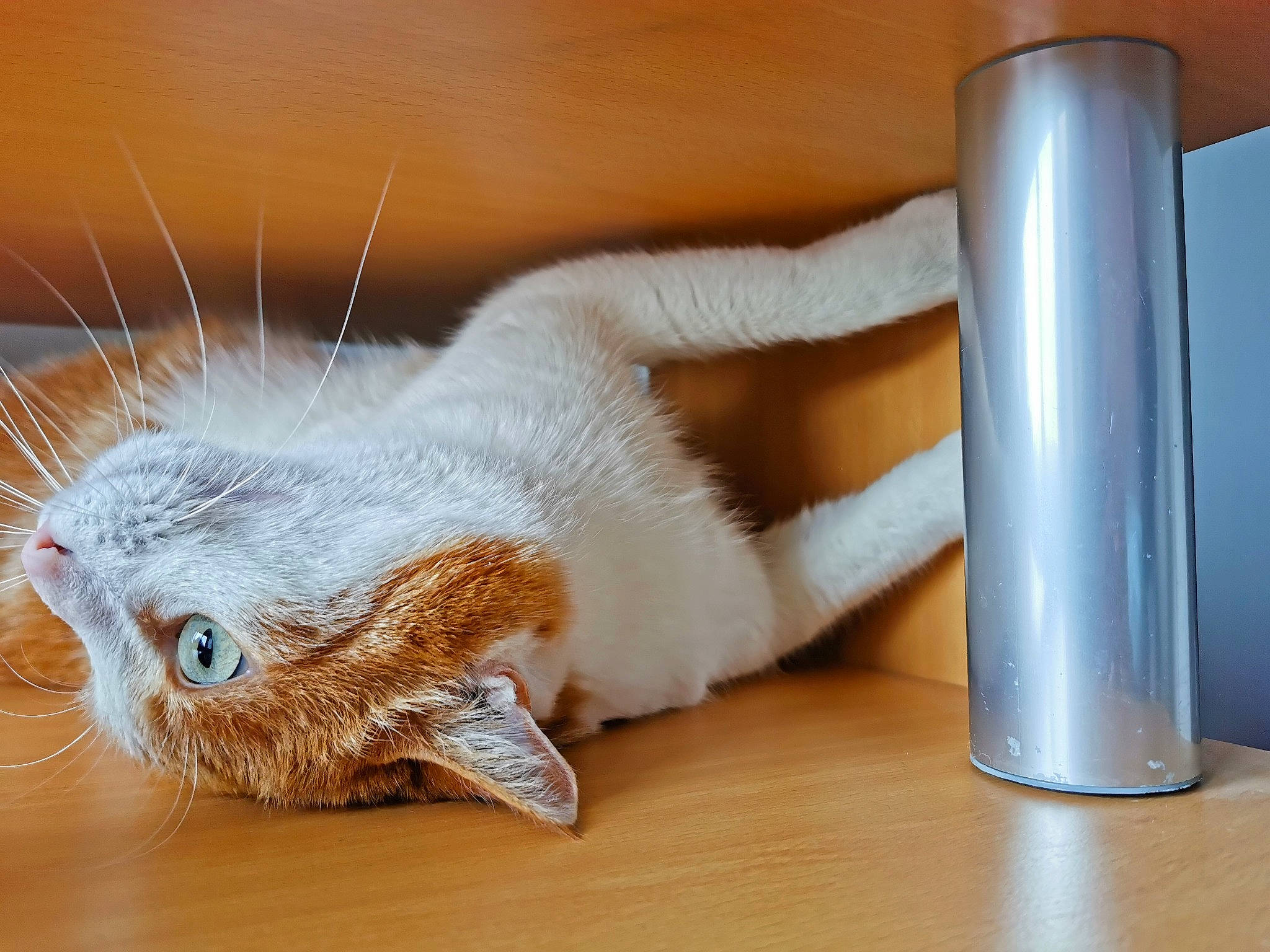 Azir a rejoint le concours — aidez-le/la à gagner de superbes lots ! cat, claw, comfort, desk, drinkware, fawn, felidae, flooring, fur, hardwood, paw, serveware, small_to_medium_sized_cats, snout, table, tableware, tail, vacuum_flask, whiskers, wood