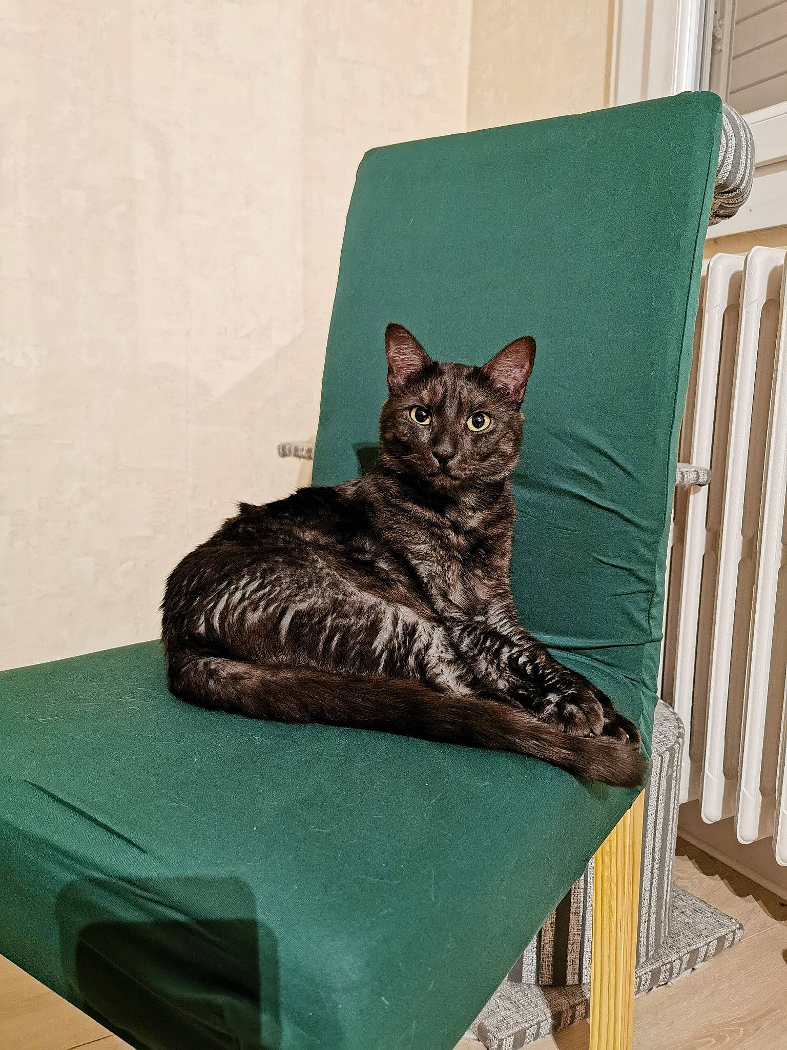 Kiwi a rejoint le concours — aidez-le/la à gagner de superbes lots ! art, carnivore, cat, cat_supply, chair, comfort, domestic_short_haired_cat, felidae, fur, grey, outdoor_furniture, pet_supply, rectangle, sitting, small_to_medium_sized_cats, tail, tree, whiskers, window, wood