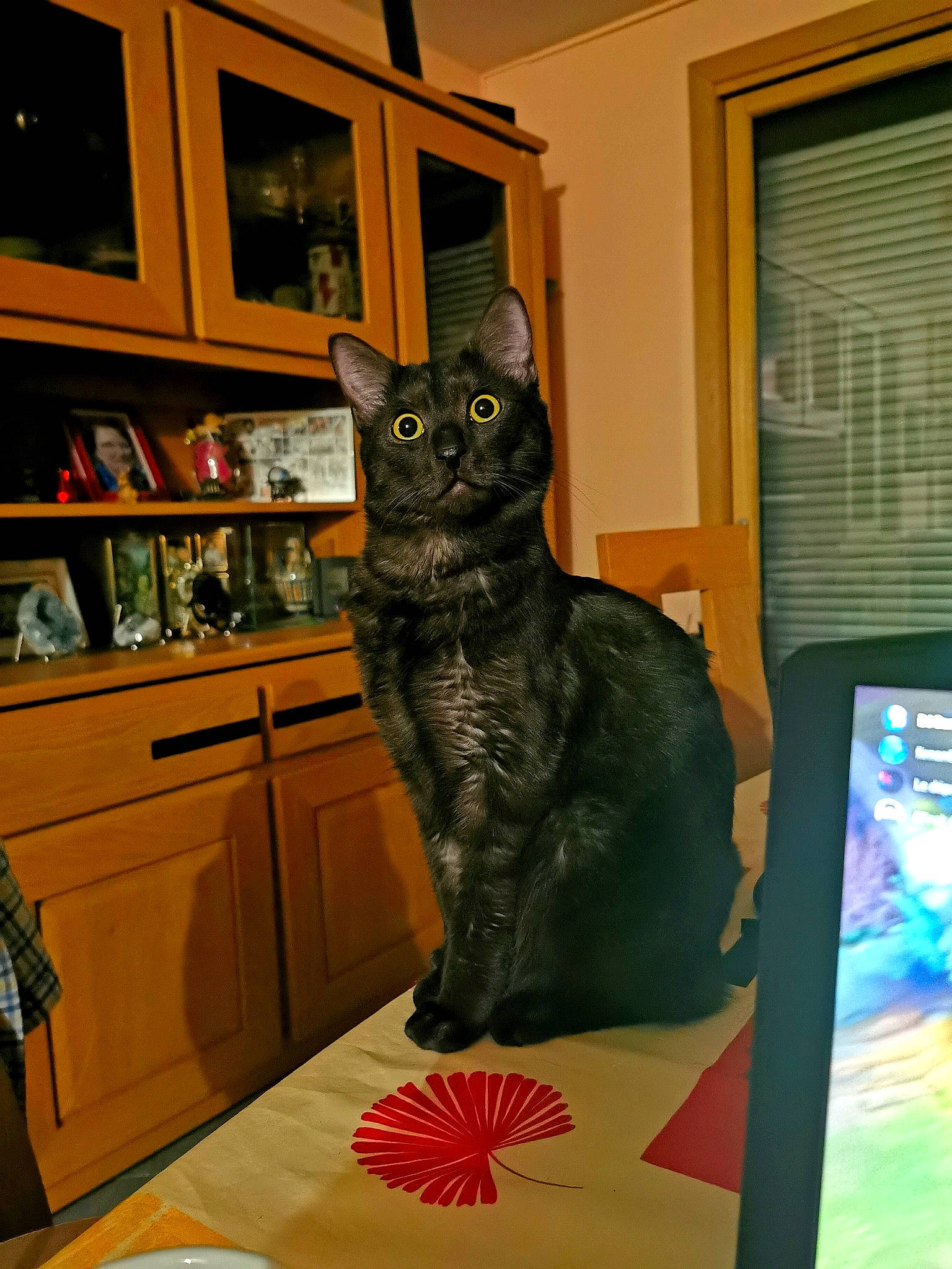 Kiwi participe au concours pour gagner de l'argent avec cette photo : black_cat, bookcase, cabinetry, carnivore, cat, chair, domestic_short_haired_cat, door, felidae, flooring, fur, picture_frame, plate, room, shelf, small_to_medium_sized_cats, table, tableware, tail, whiskers