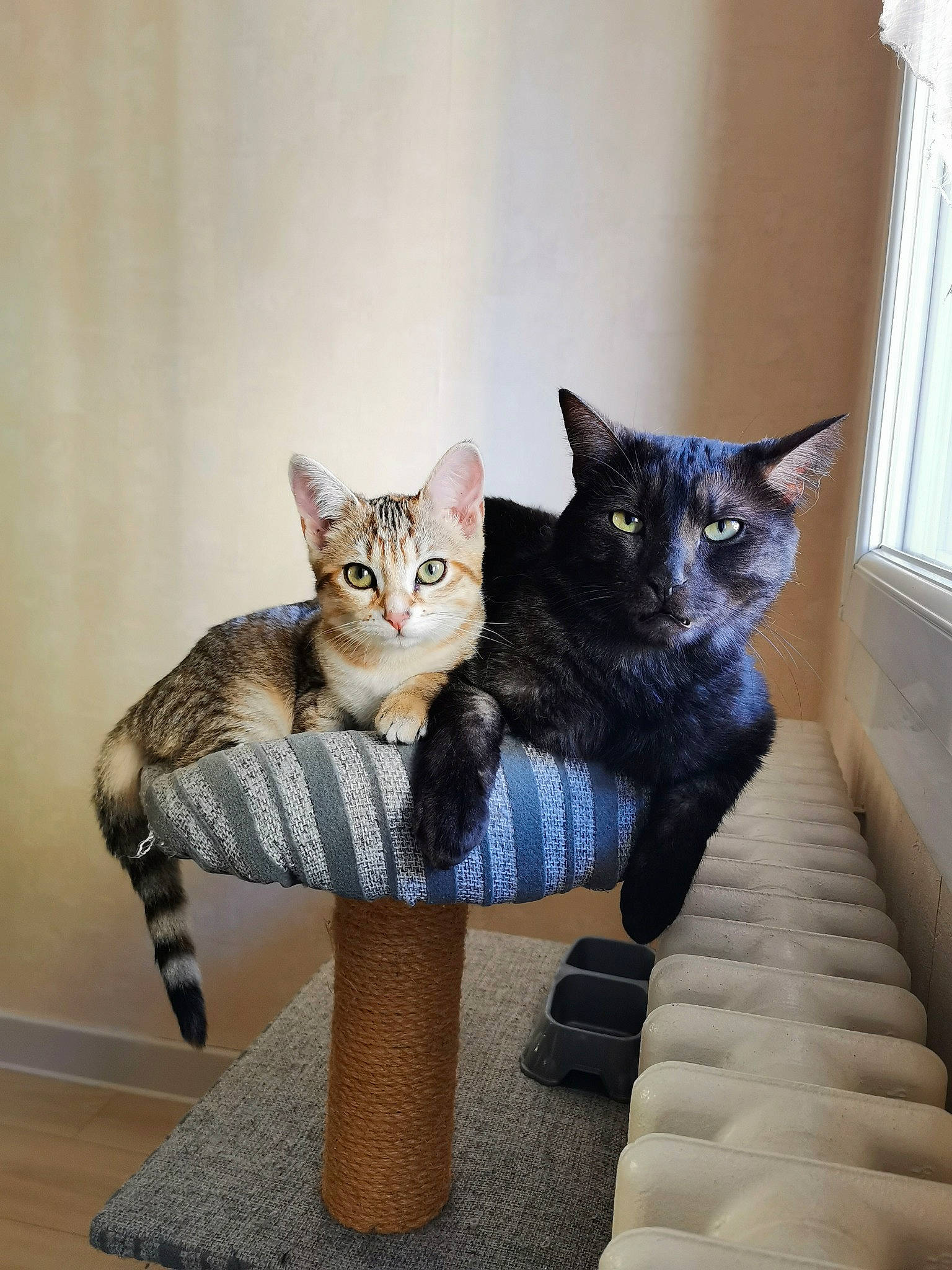 Kiwi a rejoint le concours — aidez-le/la à gagner de superbes lots ! carnivore, cat, cat_supply, chair, comfort, craft, creative_arts, domestic_short_haired_cat, felidae, fur, grey, pet_supply, shelf, sitting, small_to_medium_sized_cats, stairs, tail, whiskers, window, wood