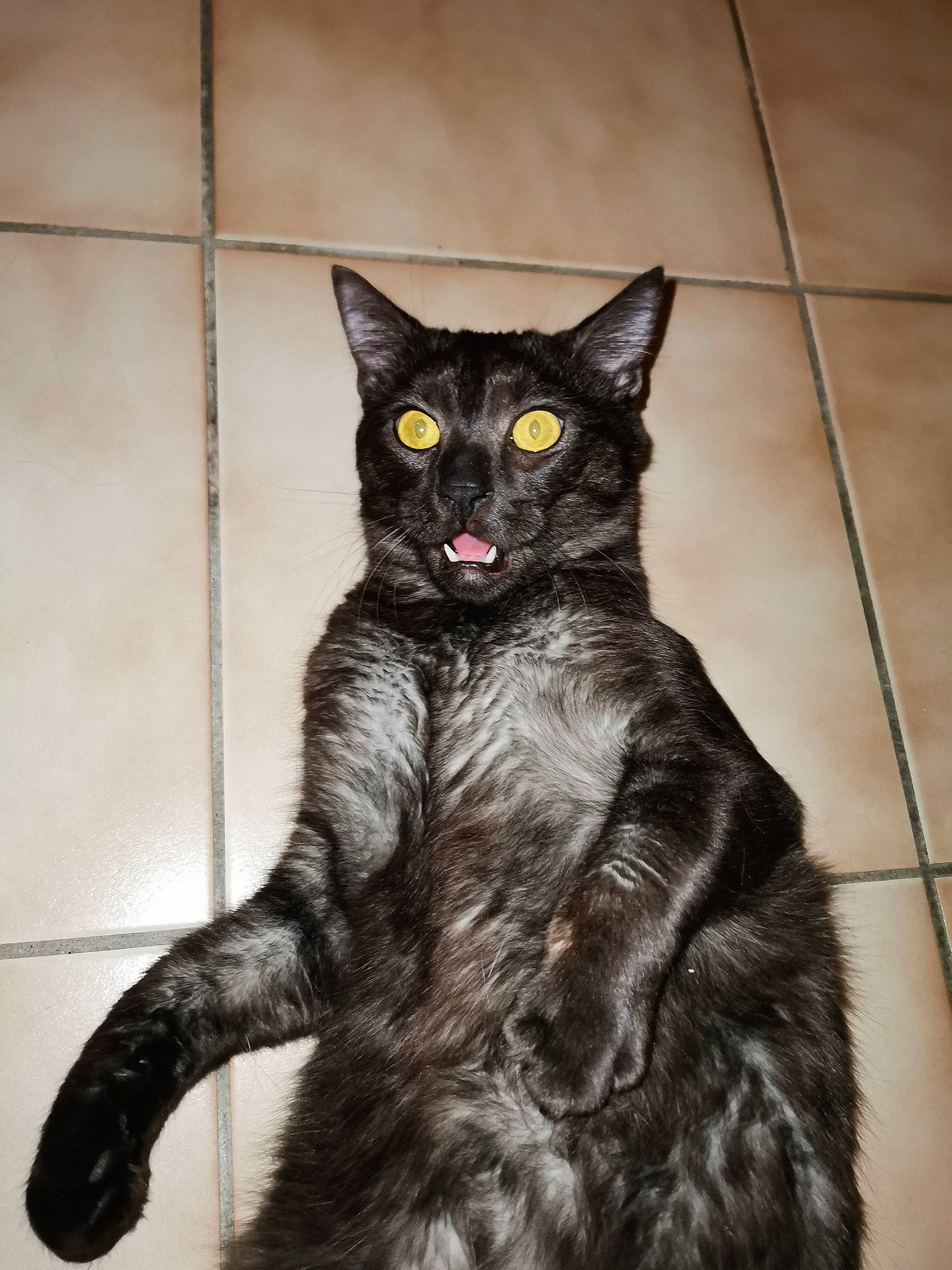 Kiwi participe au concours pour gagner de l'argent avec cette photo : art, black_cat, bombay, carnivore, cat, claw, domestic_short_haired_cat, eye, felidae, flooring, fur, grey, head, paw, sitting, small_to_medium_sized_cats, snout, tail, whiskers, window