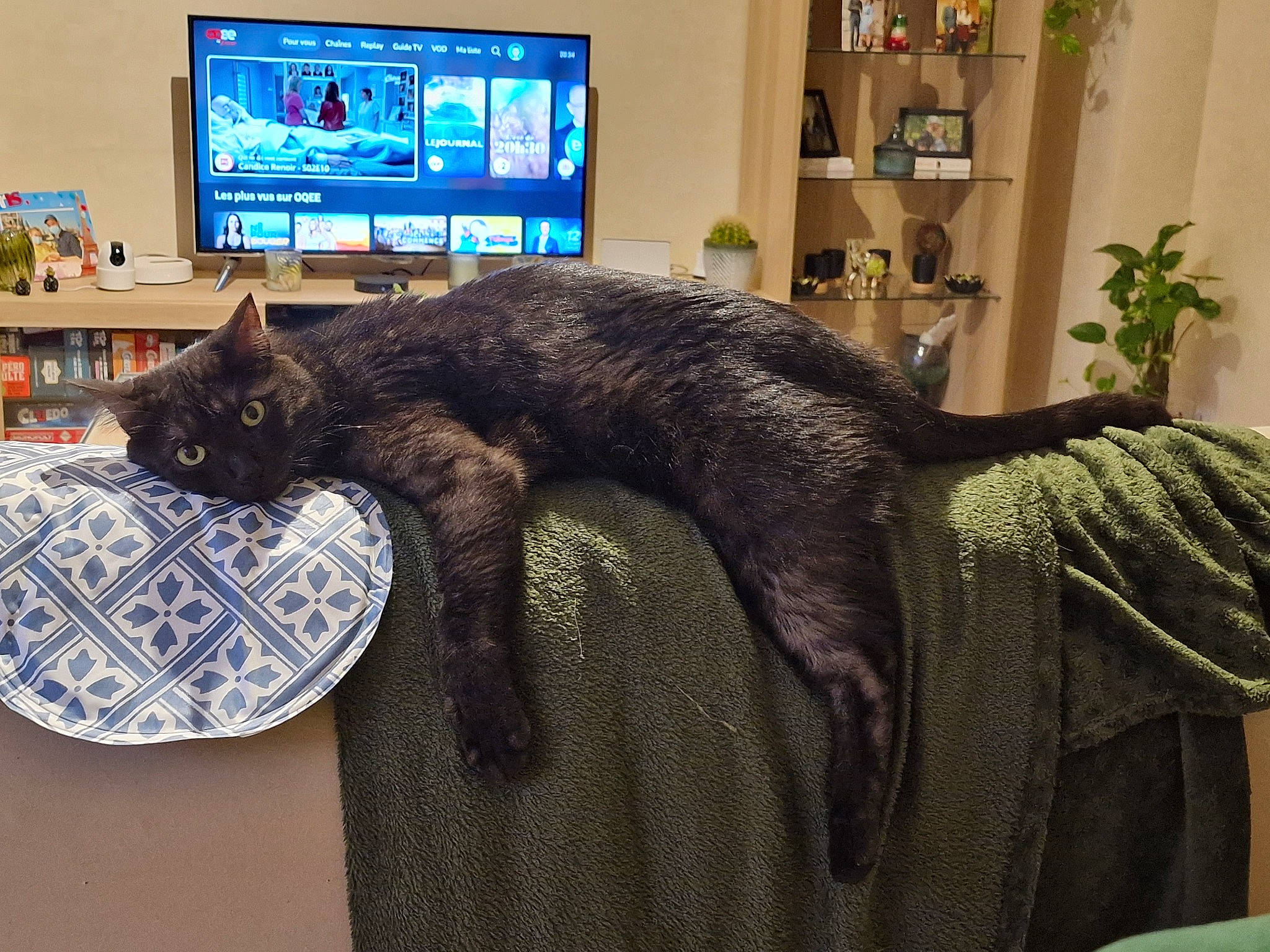 Kiwi a rejoint le concours — aidez-le/la à gagner de superbes lots ! carnivore, cat, comfort, computer, computer_monitor, domestic_short_haired_cat, felidae, fur, furniture, houseplant, linens, personal_computer, plant, room, shelf, small_to_medium_sized_cats, table, tail, television, whiskers