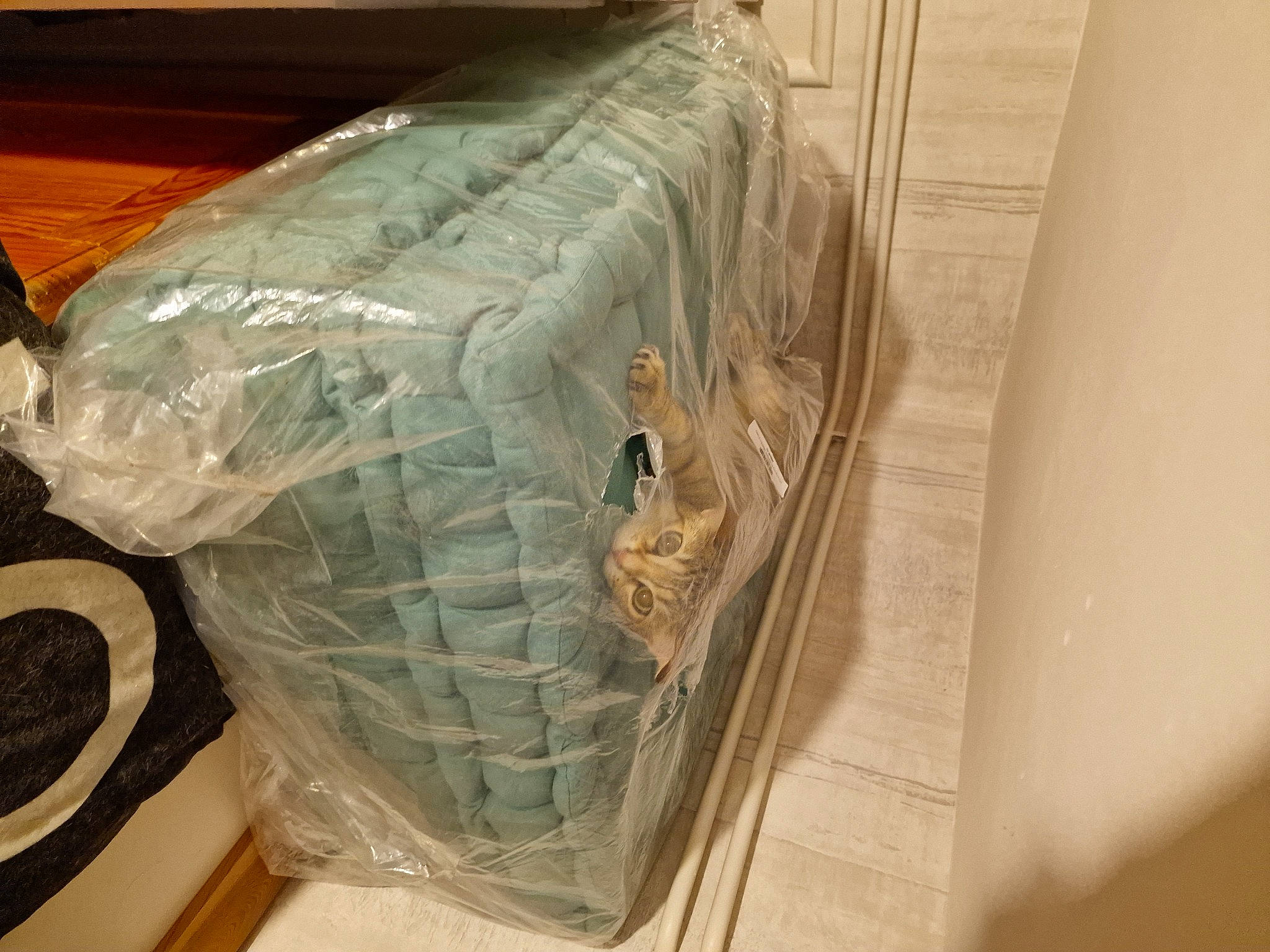 Freyja a rejoint le concours — aidez-le/la à gagner de superbes lots ! art, artifact, automotive_design, feather, fish, flooring, hood, jaw, packing_materials, paper, paper_product, personal_protective_equipment, plastic, plastic_bag, plastic_wrap, transparency, visual_arts, wing, wood