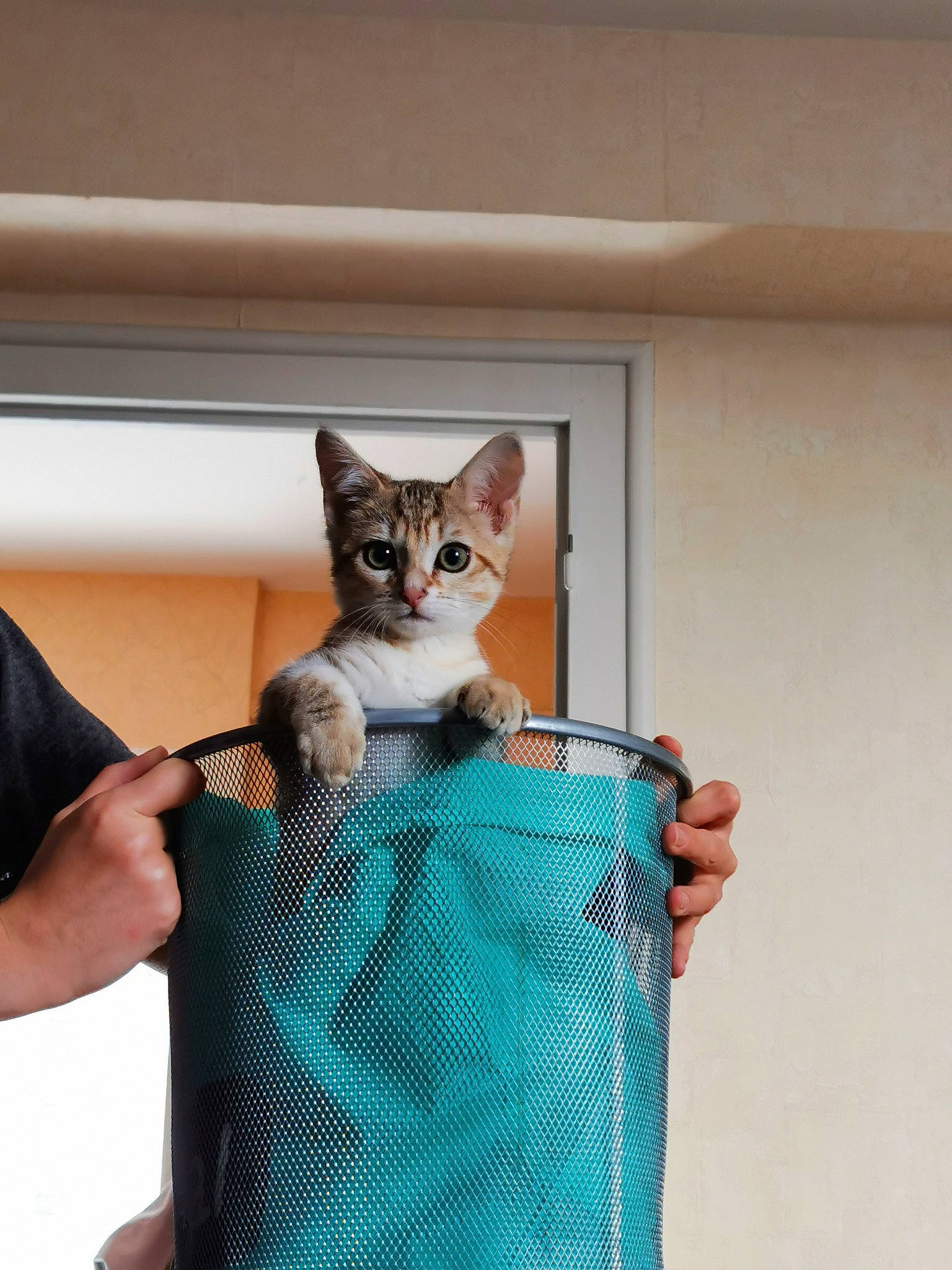 Freyja participe au concours pour gagner de l'argent avec cette photo : carnivore, cat, cat_supply, comfort, domestic_short_haired_cat, door, fawn, felidae, fur, metal, pet_supply, small_to_medium_sized_cats, tail, whiskers, wood