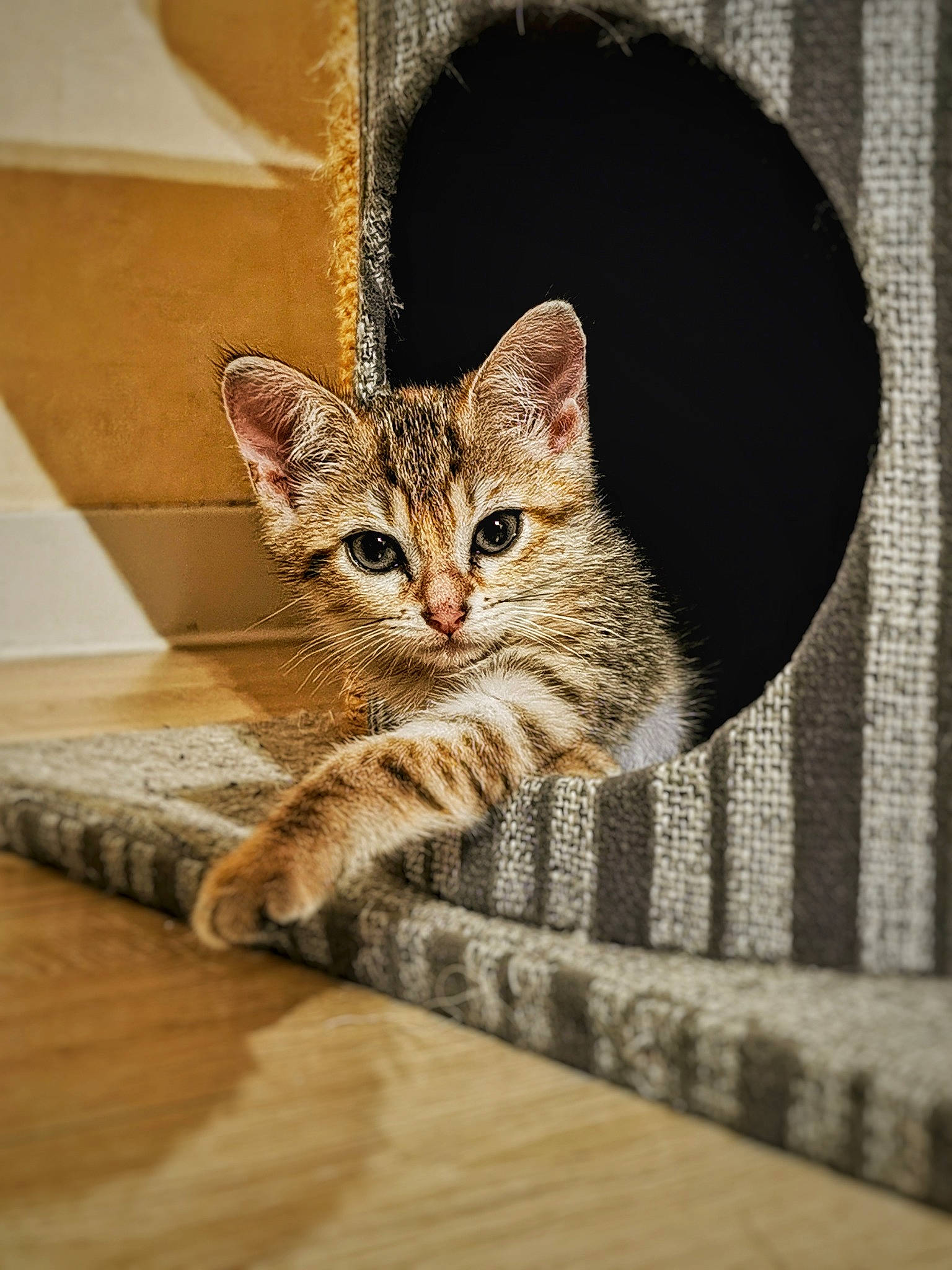 Freyja a rejoint le concours — aidez-le/la à gagner de superbes lots ! carnivore, cat, claw, domestic_short_haired_cat, door, fawn, felidae, flooring, fur, hardwood, paw, small_to_medium_sized_cats, snout, tail, terrestrial_animal, whiskers, wildlife, window, wood, wood_flooring