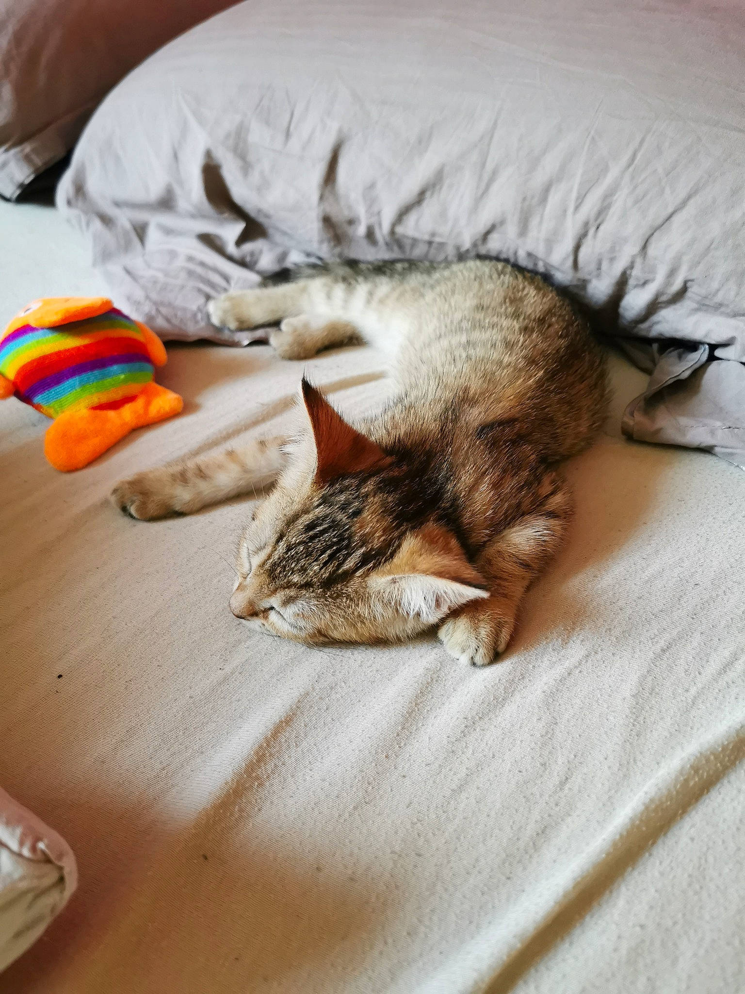 Freyja a rejoint le concours — aidez-le/la à gagner de superbes lots ! bed, bedding, carnivore, cat, claw, comfort, domestic_short_haired_cat, fawn, felidae, fur, linens, nap, paw, sleep, small_to_medium_sized_cats, tail, terrestrial_animal, textile, whiskers, wood