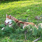 Sheba is registered to the contest to win money with this photo: animal, ball, canine, conifer, dog, grass, green, husky, land, nature, outdoors, pet, plant, puppy, redwolf, tree, vegetation, wolf, woodland, yard