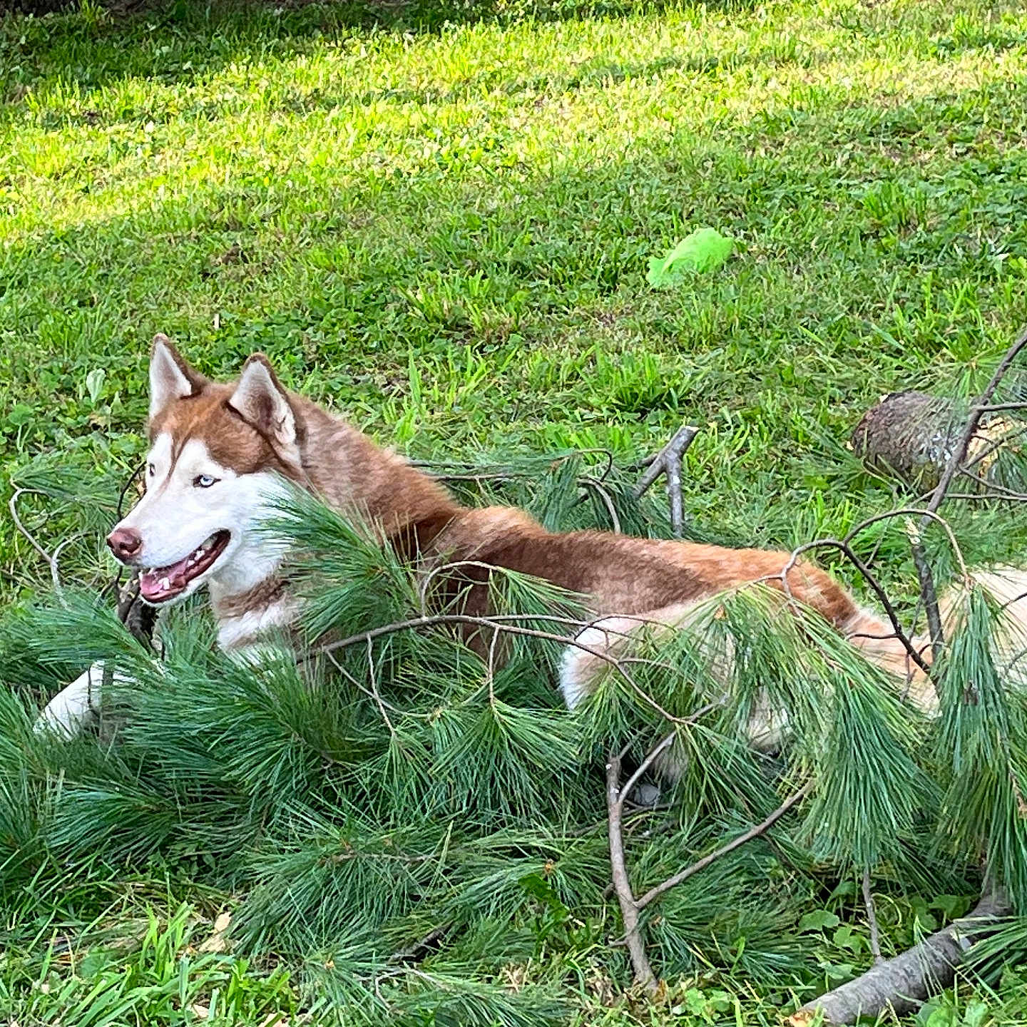 Sheba is registered to the contest to win money with this photo: animal, ball, canine, conifer, dog, grass, green, husky, land, nature, outdoors, pet, plant, puppy, redwolf, tree, vegetation, wolf, woodland, yard