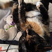 Luna joined the competition — help win amazing prizes! cat, tortoiseshell_cat, upside_down, paw, whiskers, teddy_bear, stuffed_animal, blanket, floral_pattern, cozy, indoor, pet, fur, relaxed, close_up, toy, cute, soft, resting, curious