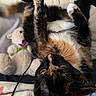 cat, tortoiseshell_cat, upside_down, paw, whiskers, teddy_bear, stuffed_animal, blanket, floral_pattern, cozy, indoor, pet, fur, relaxed, close_up, toy, cute, soft, resting, curious