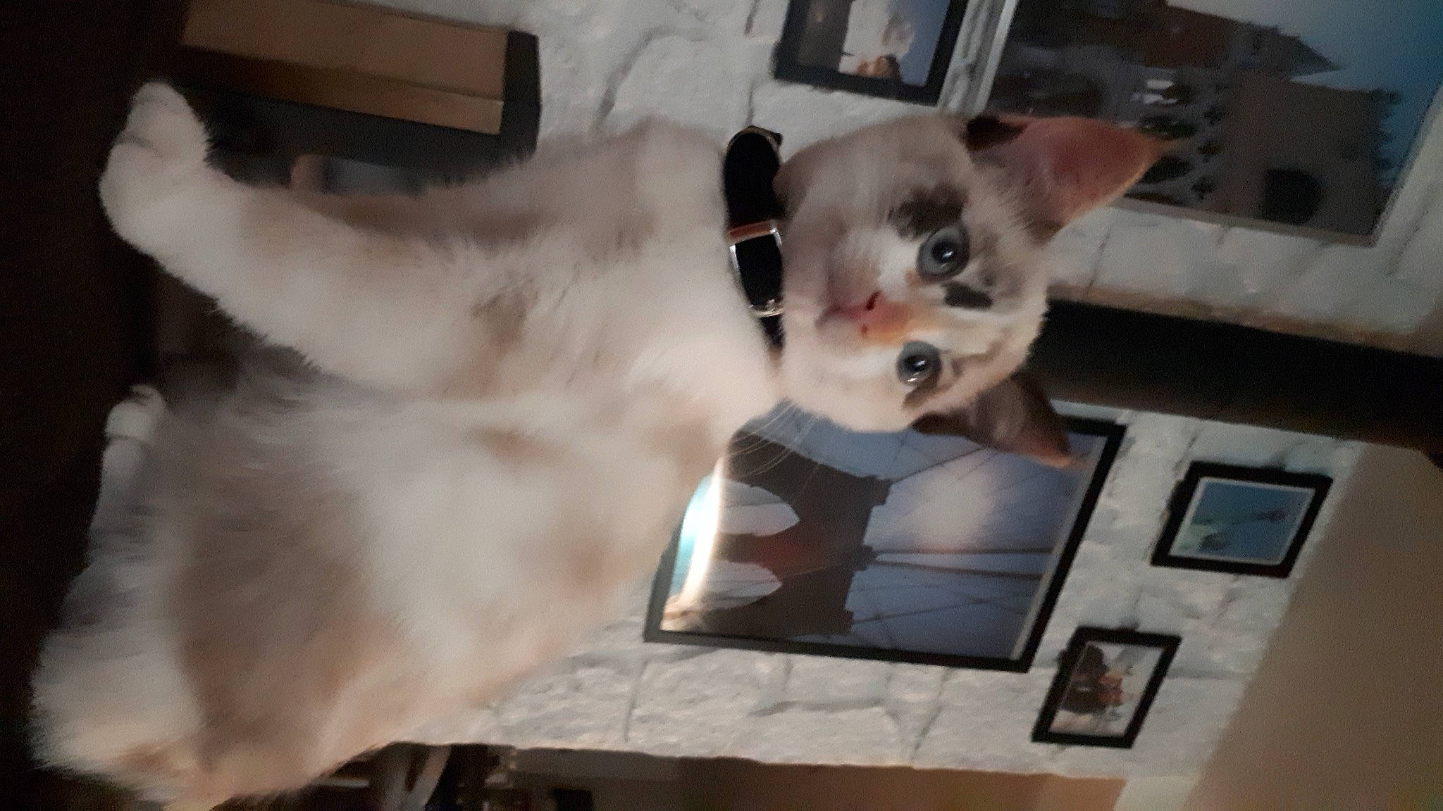 Nougatine participe au concours pour gagner de l'argent avec cette photo : balinese, box, canidae, carnivore, cat, companion_dog, dog_breed, domestic_short_haired_cat, fawn, felidae, fur, paw, photo_caption, picture_frame, small_to_medium_sized_cats, snout, tail, thai, tonkinese, whiskers