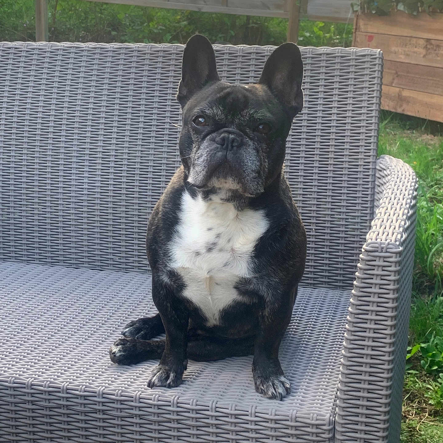 Rocky participe au concours pour gagner de l'argent avec cette photo : animal, armchair, backyard, boxer, bulldog, canine, chair, couch, cushion, dog, frenchbulldog, furniture, indoors, interiordesign, nature, outdoors, pet, pitbull, puppy, yard