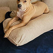Elvis is registered to the contest to win money with this photo: dog, pet, lounge, cushion, beige, tan, ears, alert, living_room, indoor, fur, muzzle, paw, resting, canine, comfort, furniture, relaxed, portrait, animal