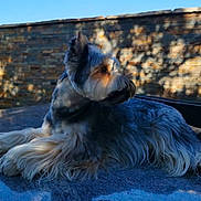 Roméo participe au concours pour gagner de l'argent avec cette photo : airedale, animal, canine, dog, dogbed, germanshepherd, hound, person, pet, pool, puppy, snout, swimmingpool, terrier, walkingdog, water